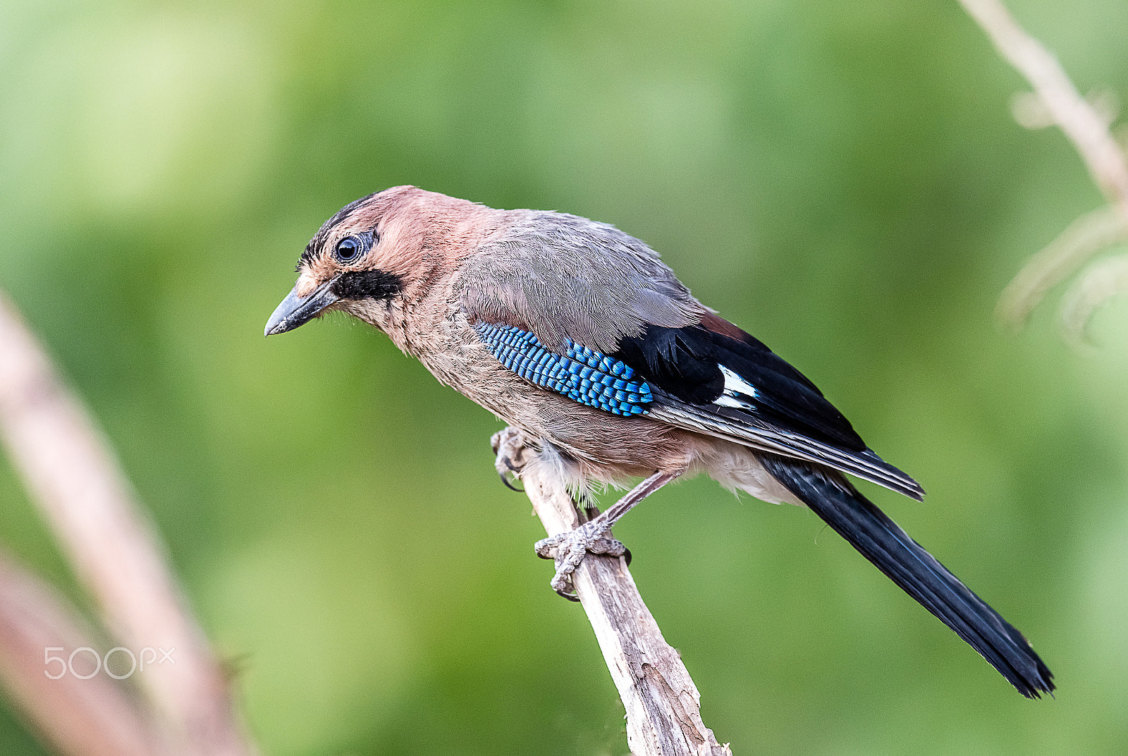 Canon EOS 5DS R + Canon EF 400mm F2.8L IS USM sample photo. Geai des chênes photography