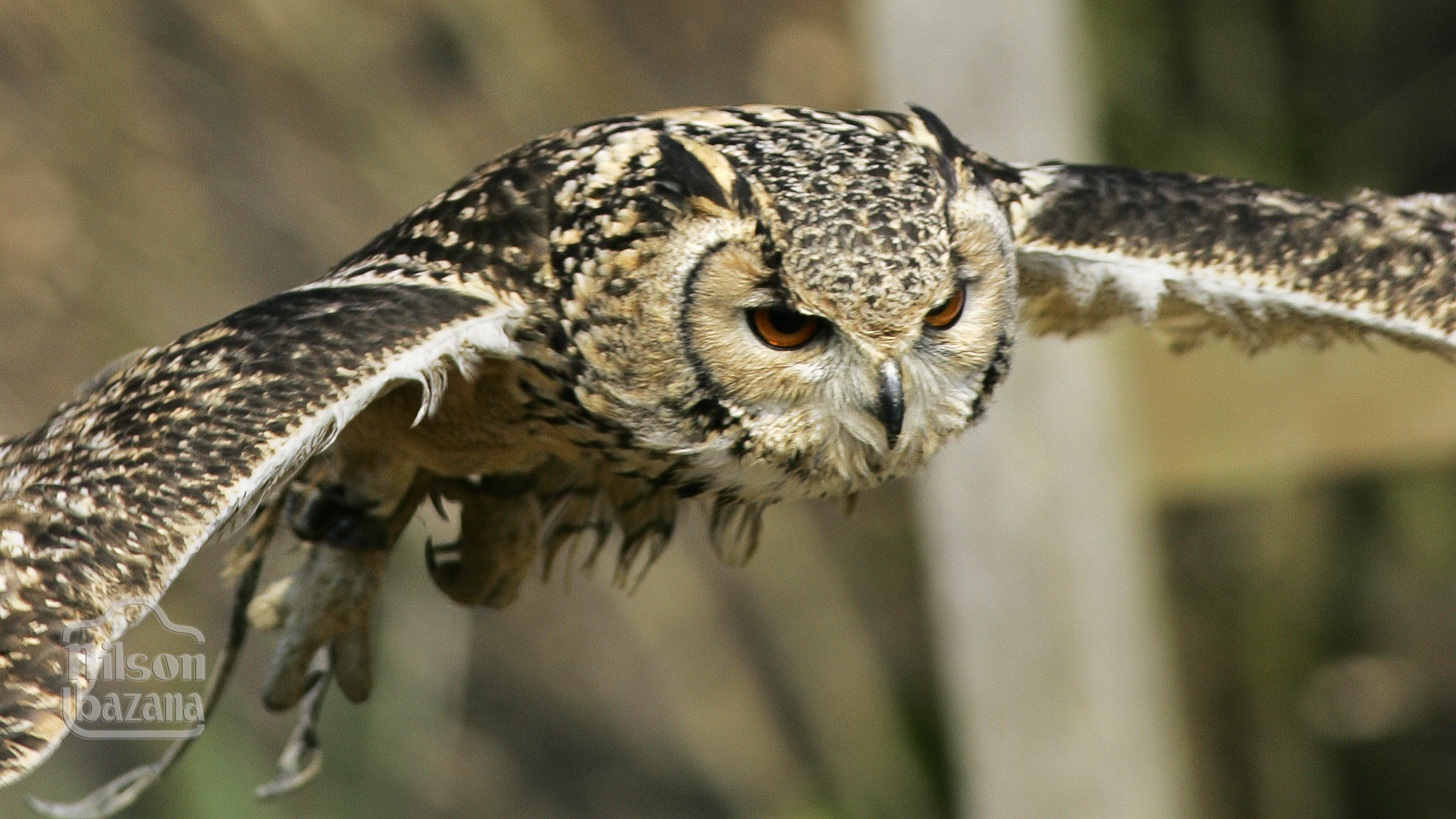 Canon EOS-1D Mark II sample photo. Barn owl in full flight px photography