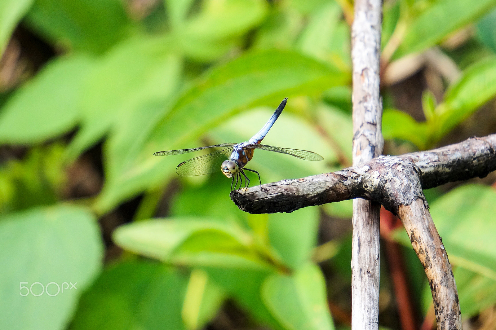 Sony Alpha a3500 sample photo. Dragonfly photography