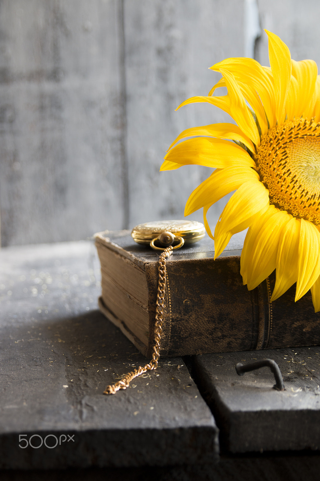 Sigma 18-200mm f/3.5-6.3 DC OS sample photo. Sunflower - beautiful flower background. photography