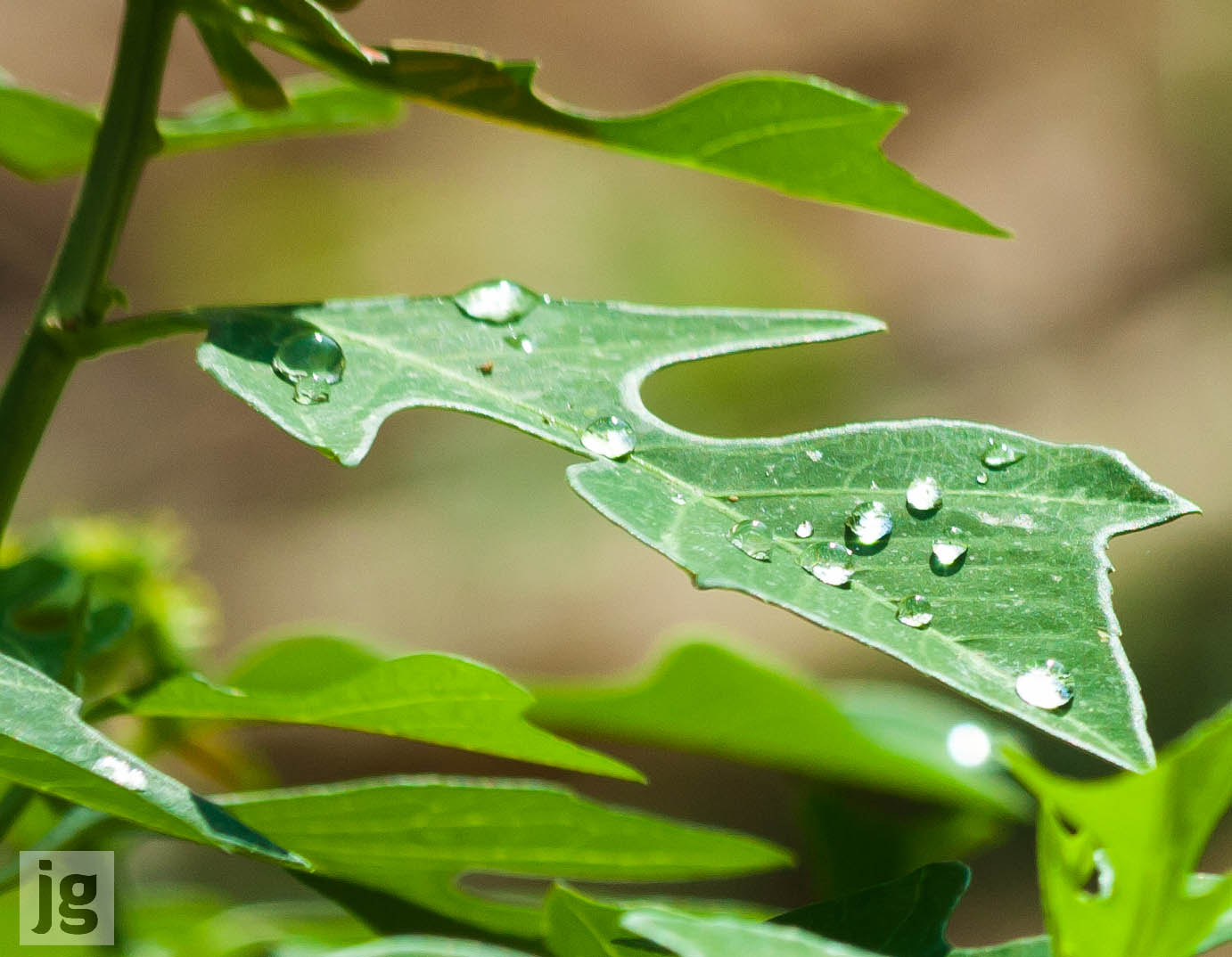 Canon EF 70-300mm F4-5.6 IS USM sample photo. Raindrops photography