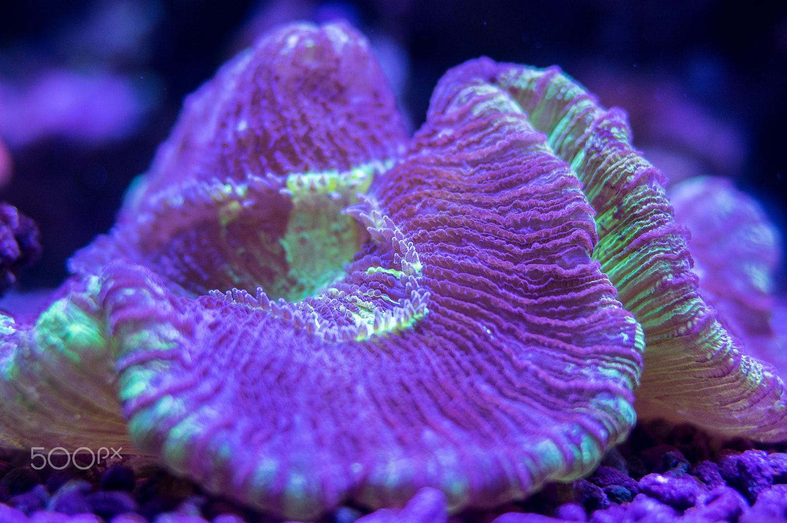 Pentax smc FA 31mm F1.8 AL Limited sample photo. Underwater alien photography
