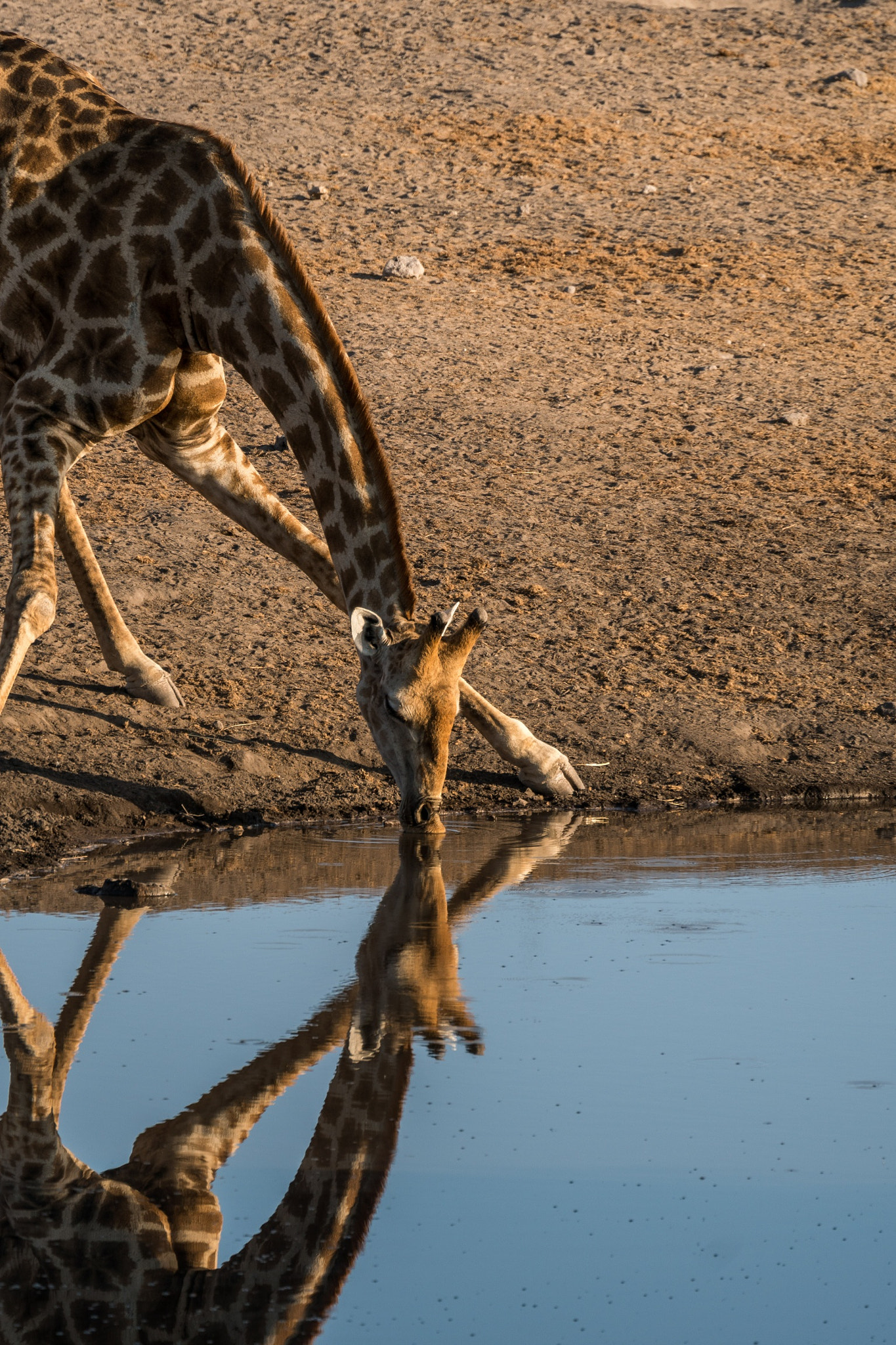 Sony FE 70-300mm F4.5-5.6 G OSS sample photo. Giraffe reflected photography