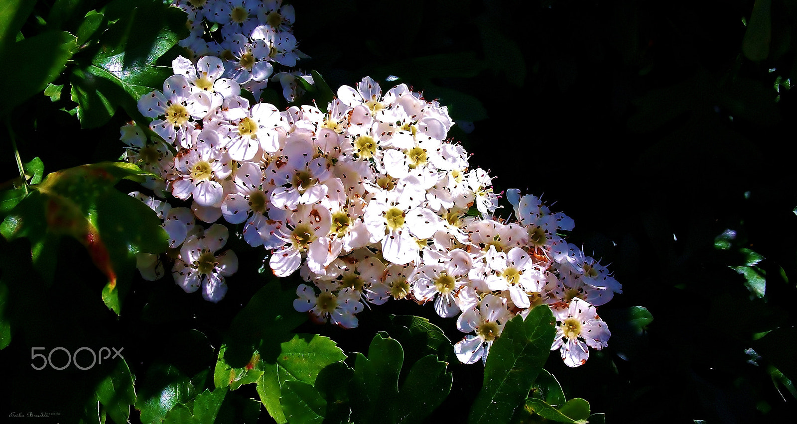 Fujifilm A170 A180 sample photo
