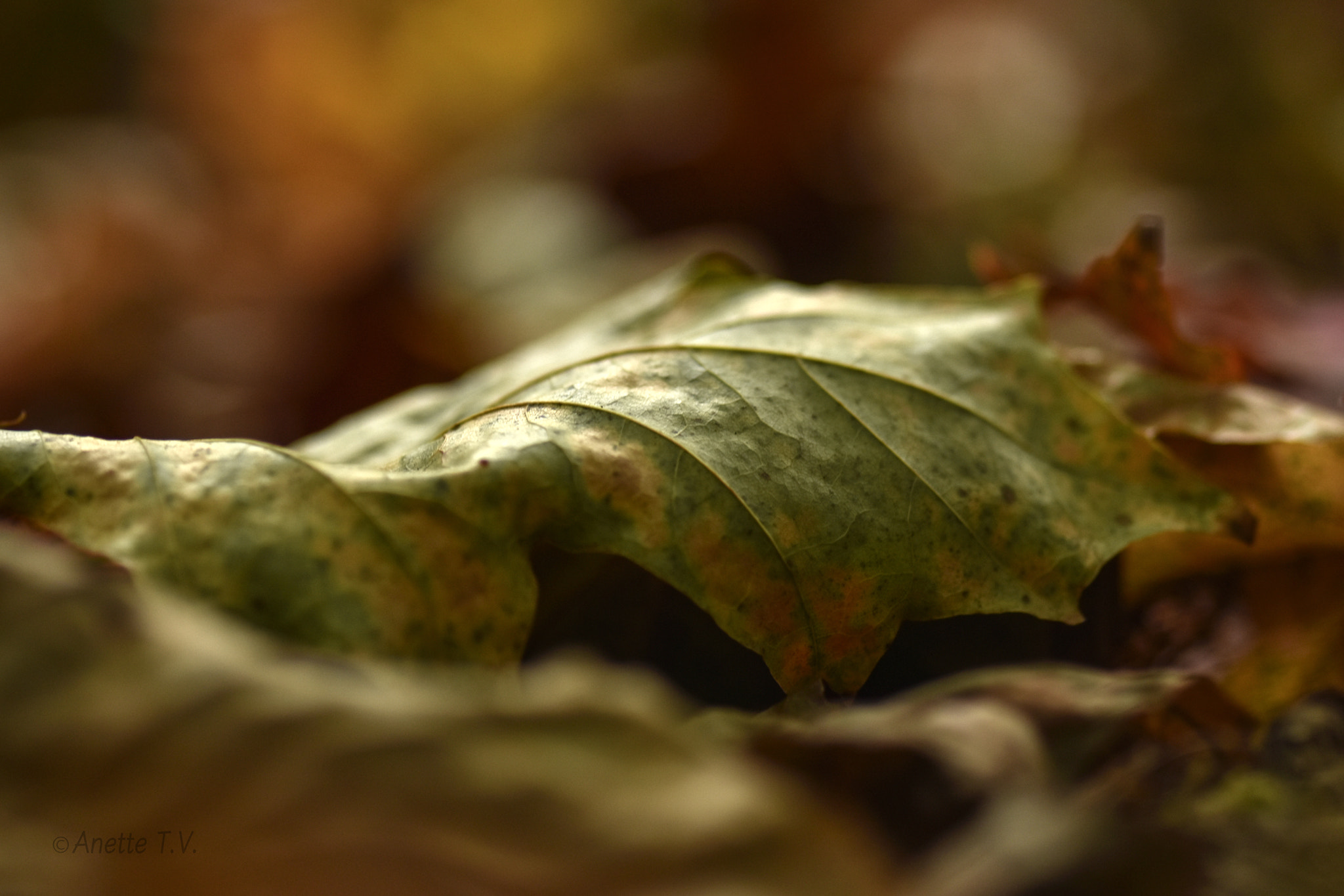 Nikon AF-S Micro-Nikkor 105mm F2.8G IF-ED VR sample photo. Autumn colormix.. photography