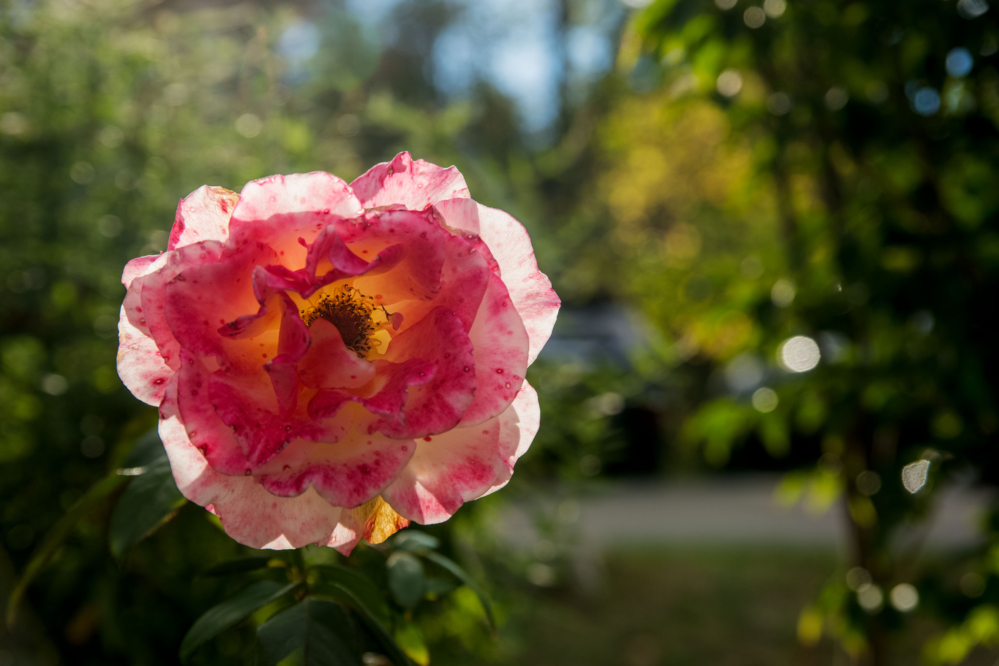 Sony a99 II sample photo. Portrait of a flower photography
