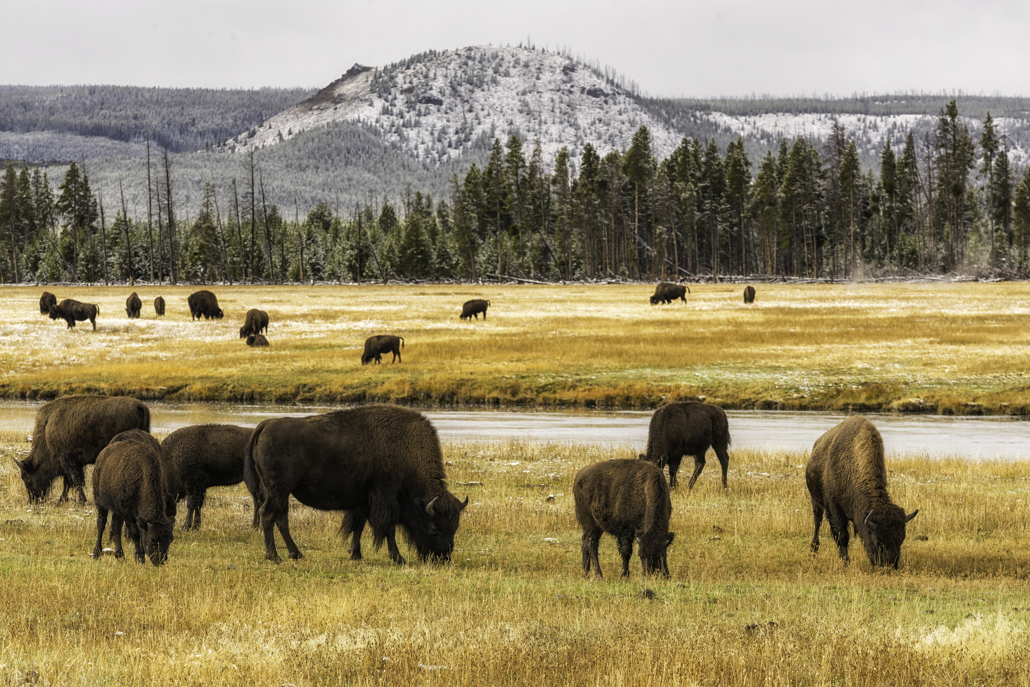 Canon EF 70-200mm F2.8L USM sample photo. Bison-tennial photography