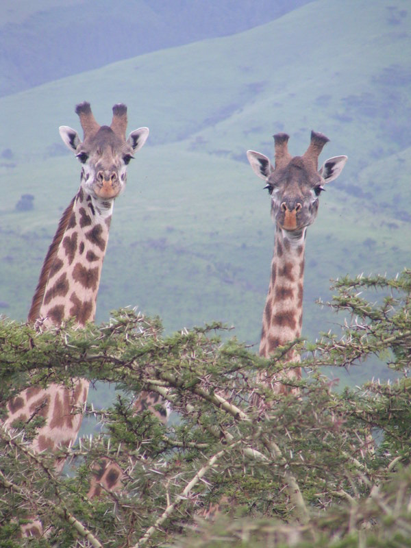 KONICA MINOLTA DiMAGE Z1 sample photo. Girafes masaïs - tanzanie photography
