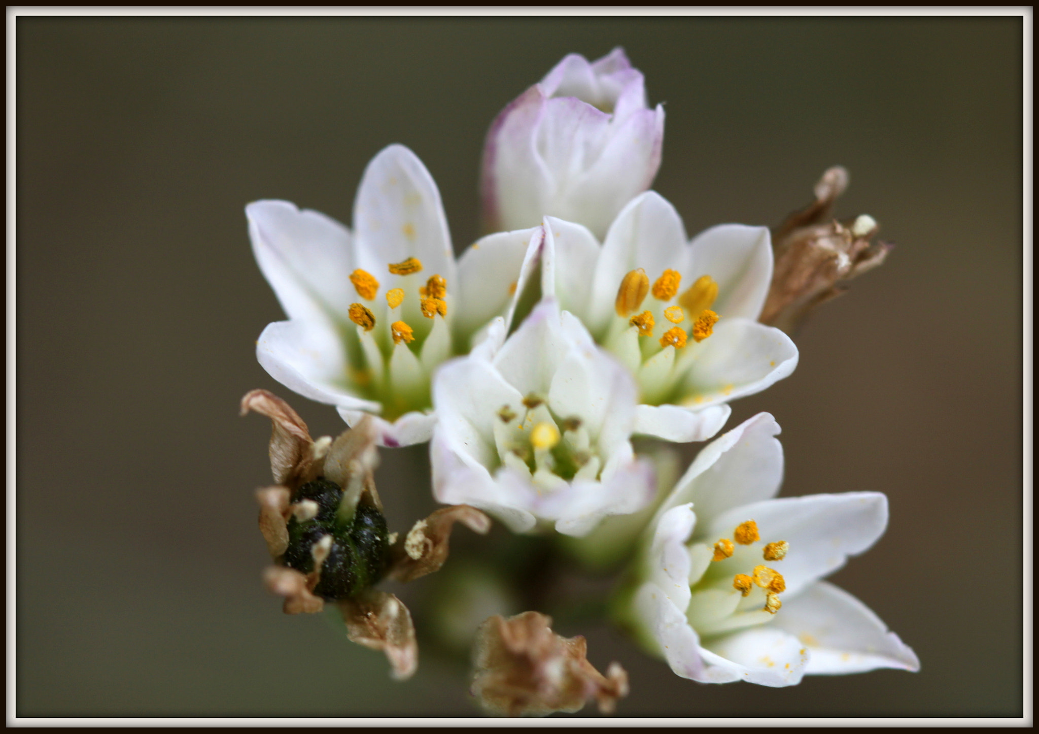 Canon EF 100mm F2.8 Macro USM sample photo. Img photography