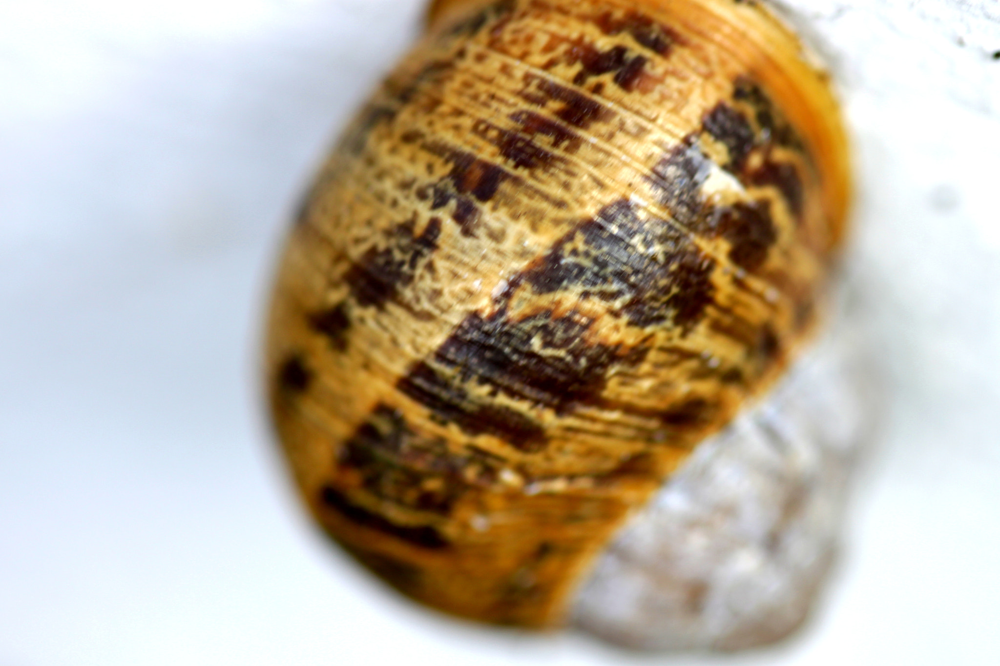 Canon EF 100mm F2.8 Macro USM sample photo. Img photography