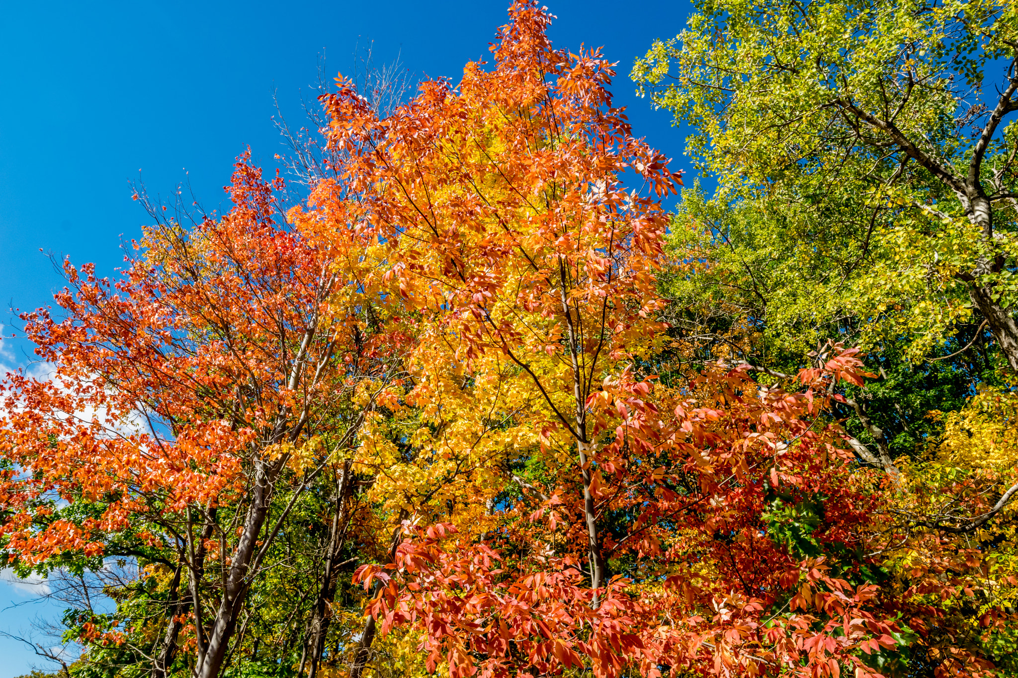 Samyang 14mm F2.8 ED AS IF UMC sample photo. Fall foliage photography
