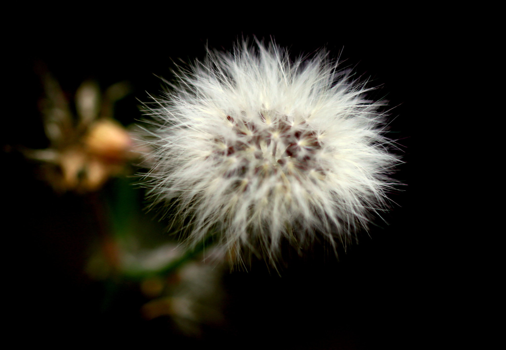Canon EF 100mm F2.8 Macro USM sample photo. Img photography