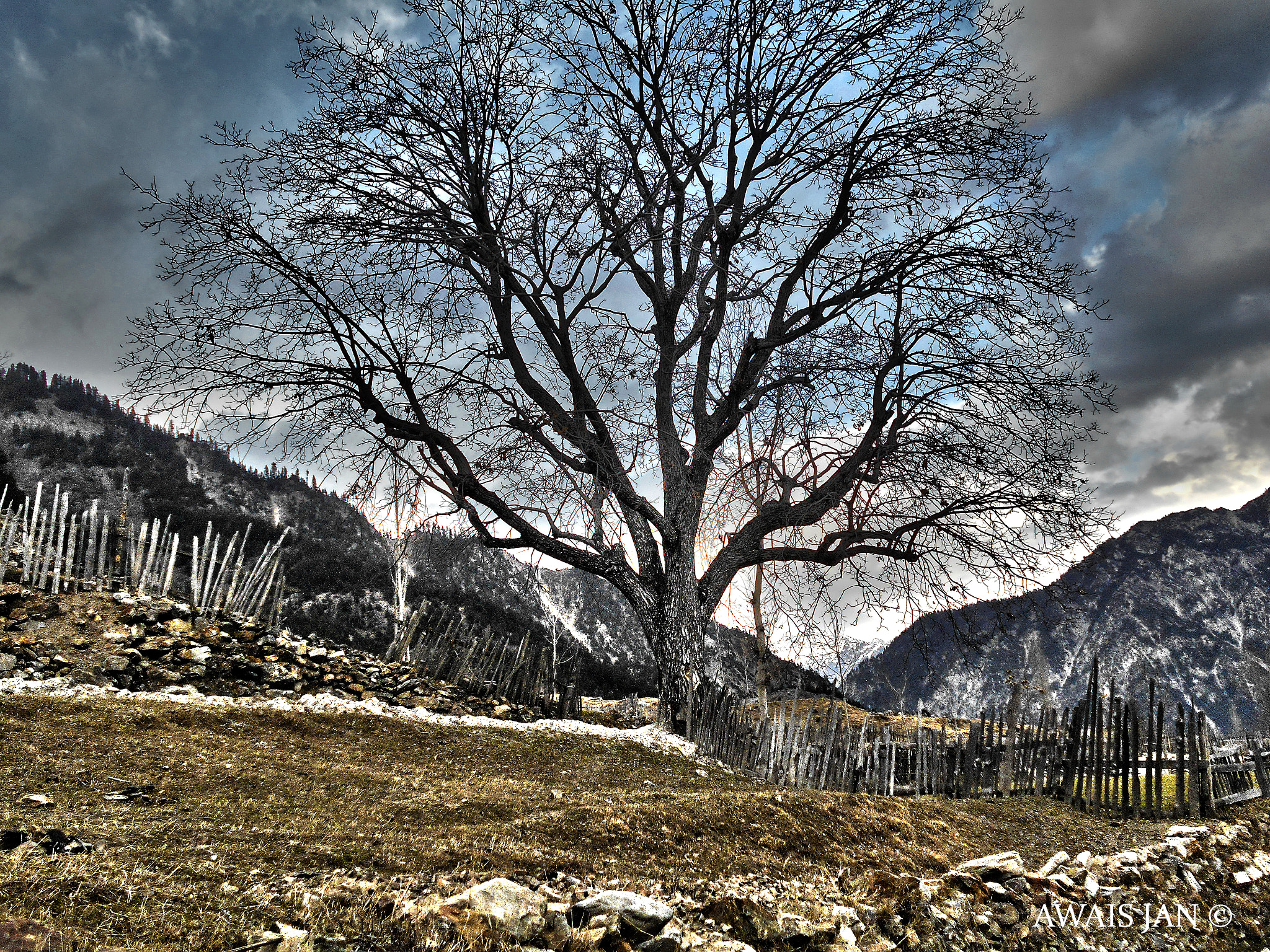 Nikon Coolpix L28 sample photo. Winter tree photography