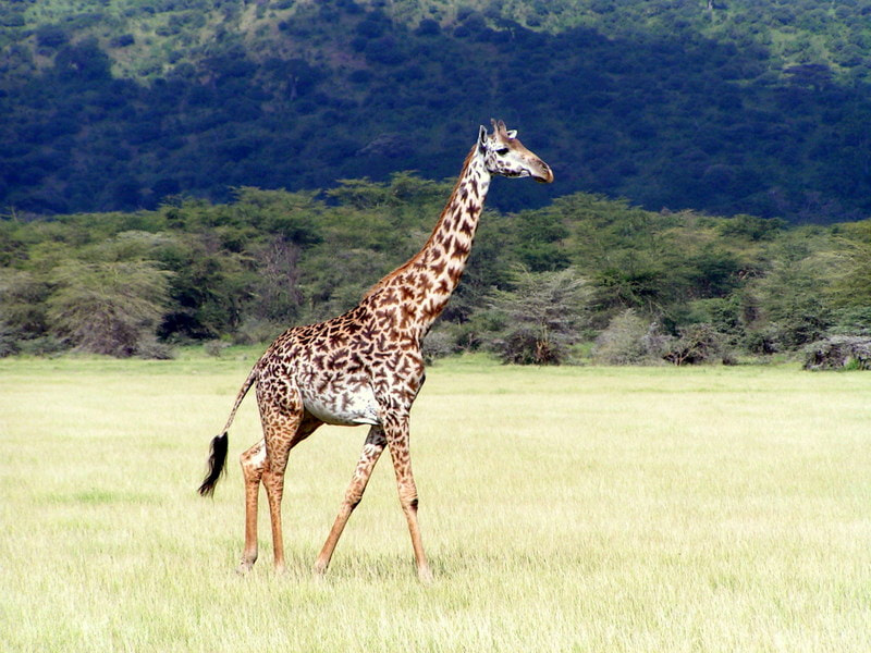 KONICA MINOLTA DiMAGE Z1 sample photo. Tanzanie - girafe masaï photography
