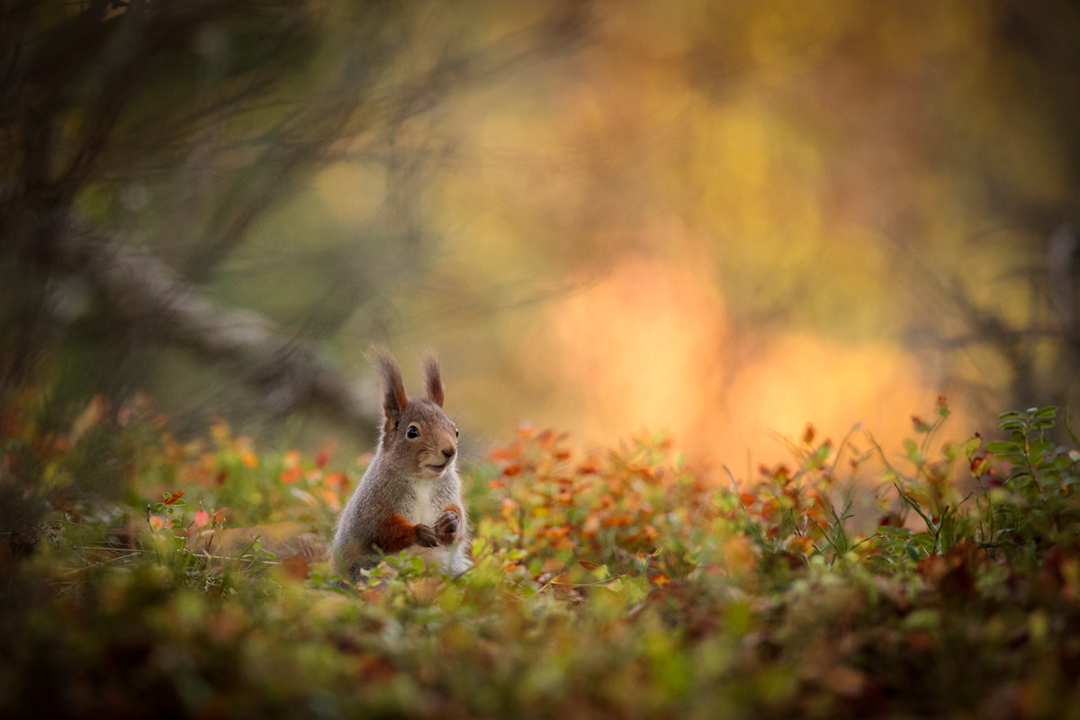 Canon EF 300mm F2.8L IS II USM sample photo. Autumn squirrel photography