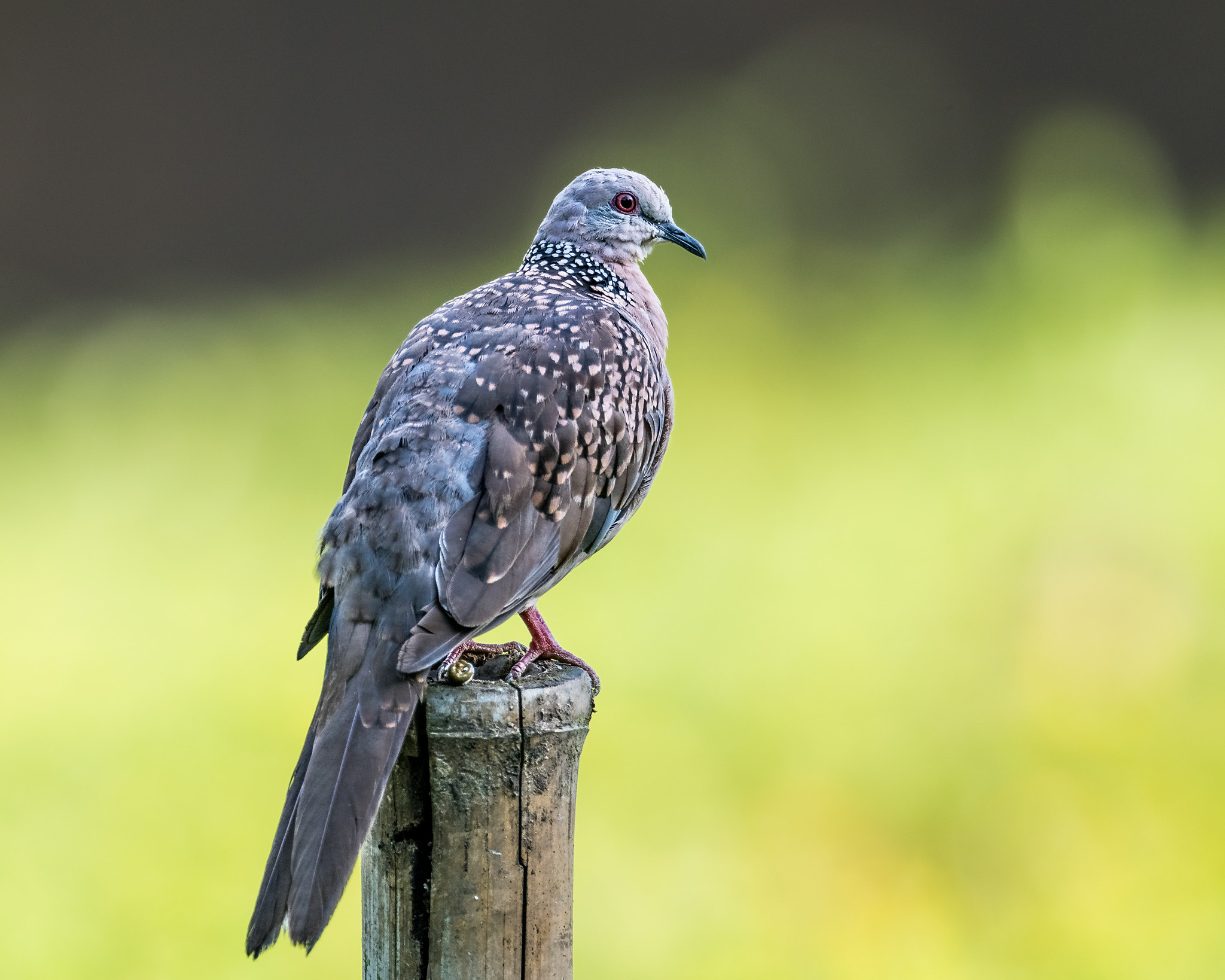 Nikon D500 + Nikon AF-S Nikkor 600mm F4E FL ED VR sample photo. Spotted dove photography