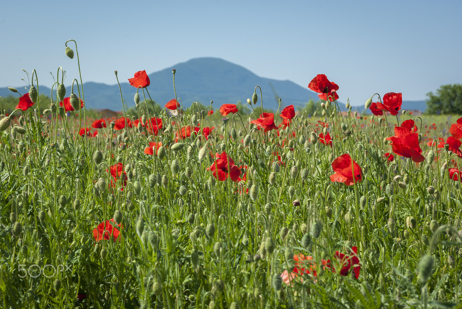 Pentax K200D sample photo. Field of poppies photography