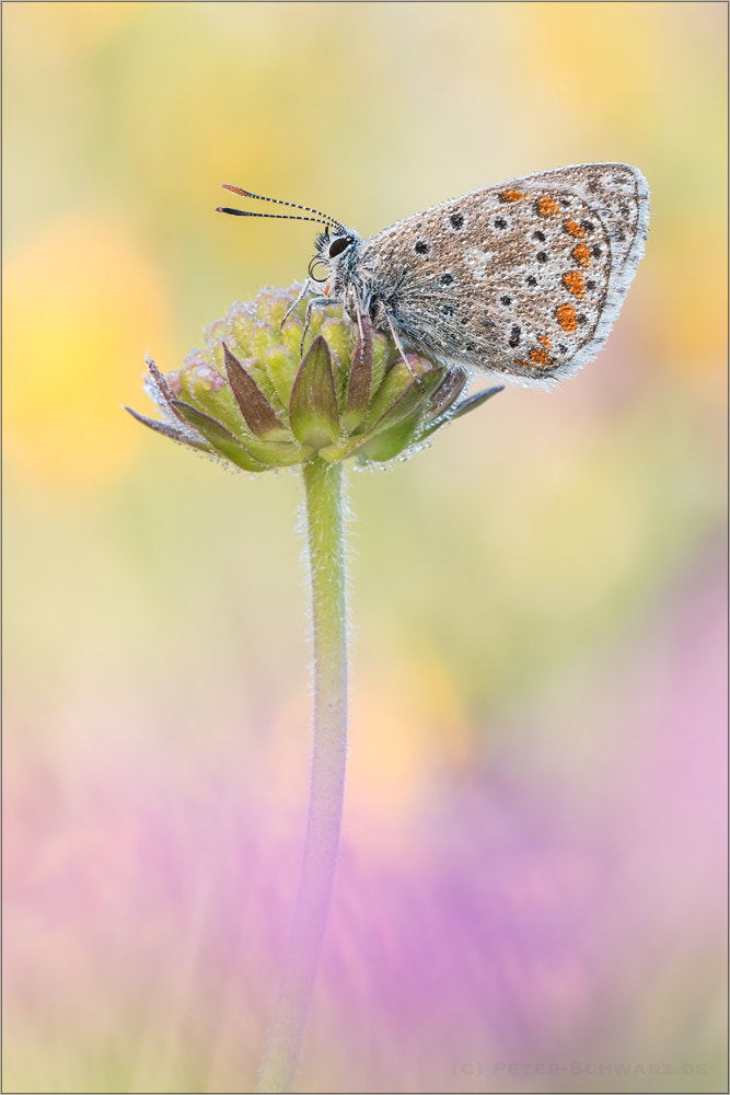 Sigma 150mm f/2.8 EX DG OS HSM APO Macro sample photo. Himmelblauer bläuling (polyommatus bellargus) photography