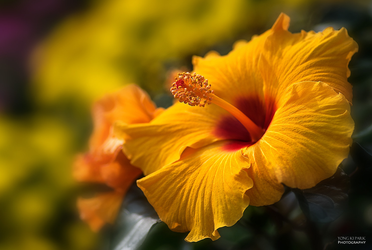 Pentax K-3 + Pentax smc D-FA 100mm F2.8 macro sample photo. Flame of passion photography