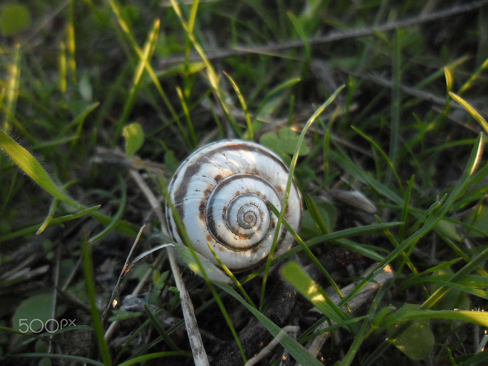 Samsung ES90/ ES91 sample photo. "snail"... photography