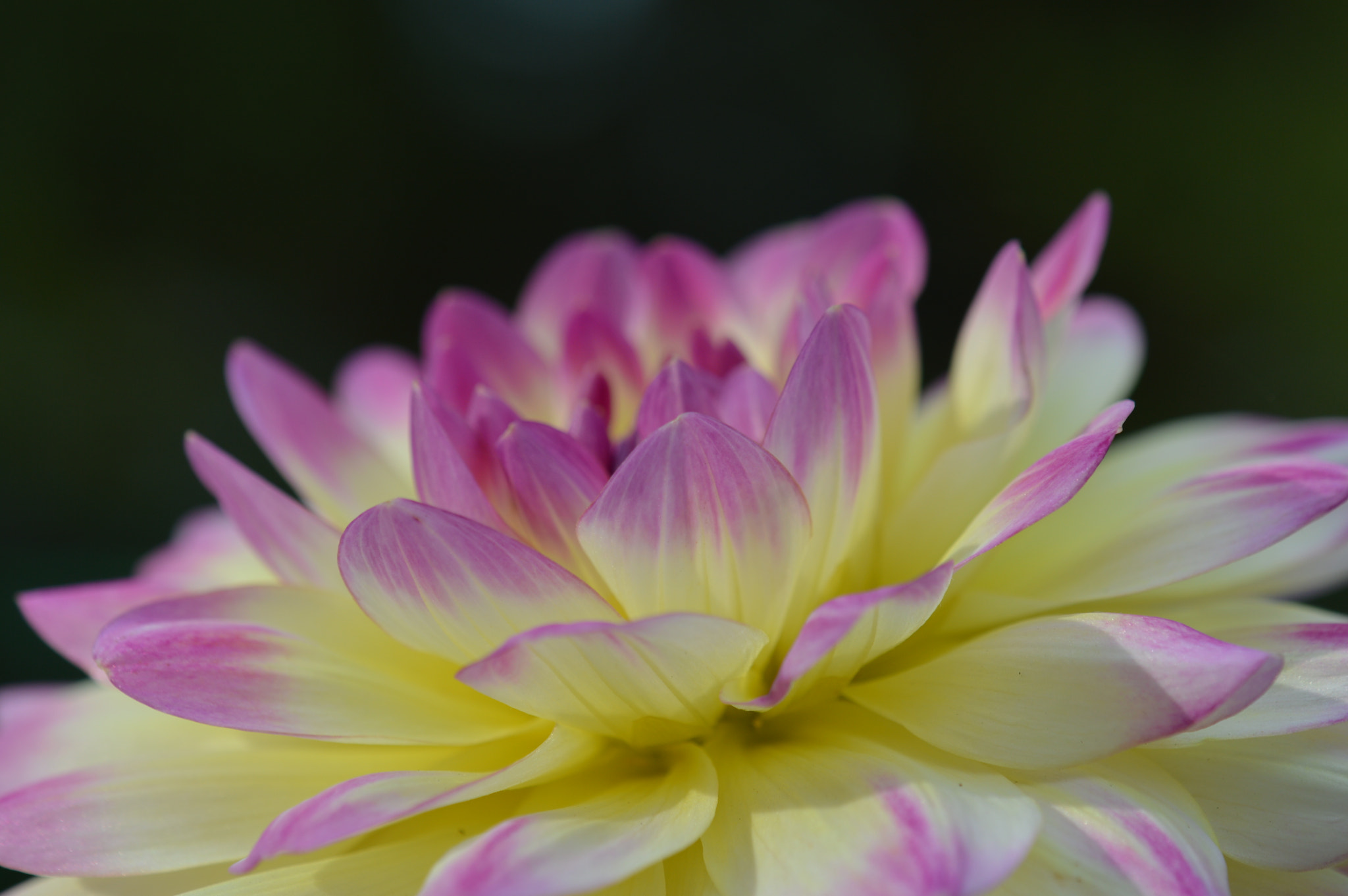 Nikon AF-S DX Micro-Nikkor 85mm F3.5G ED VR sample photo. Dahlia photography