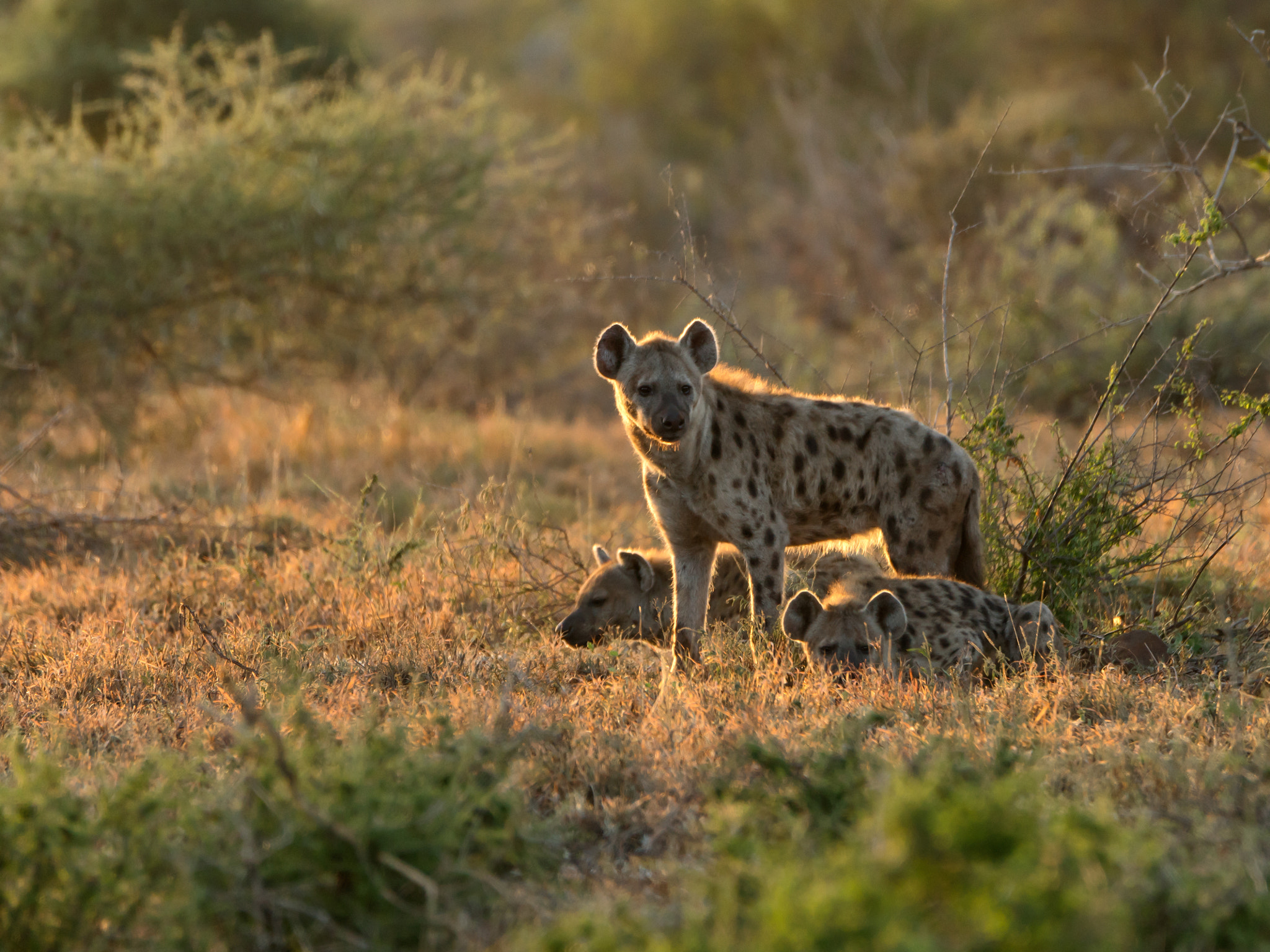 Sony 70-400mm F4-5.6 G SSM II sample photo. Hyena at dawn photography