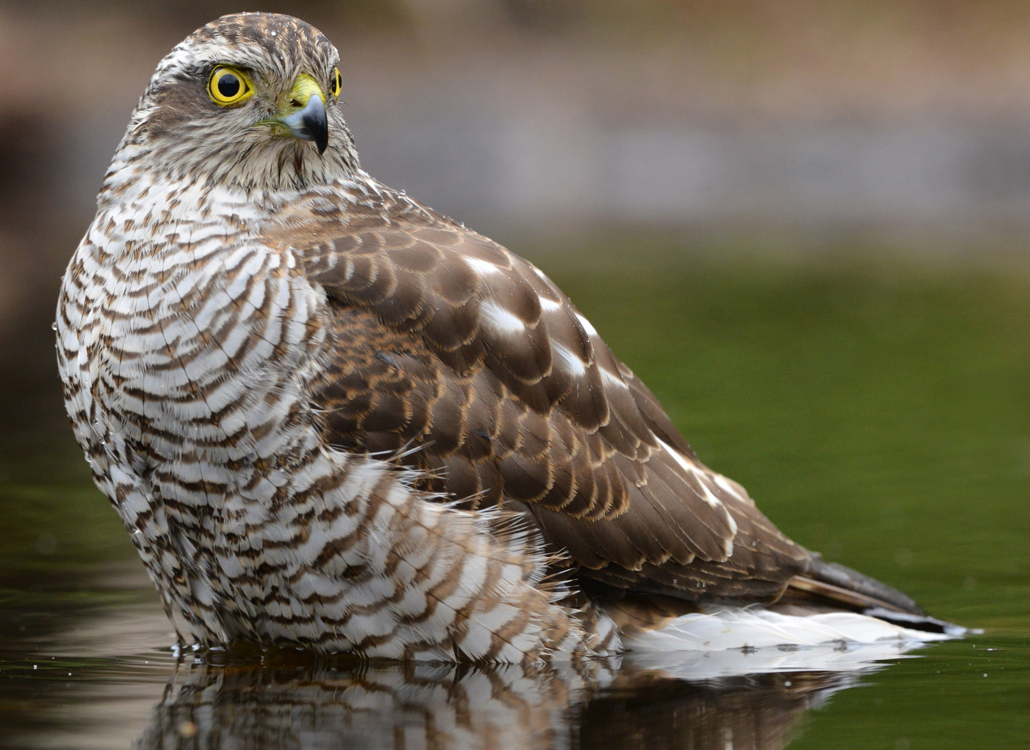 Nikon D600 + Nikon AF-S Nikkor 500mm F4G ED VR sample photo. Sperwer photography