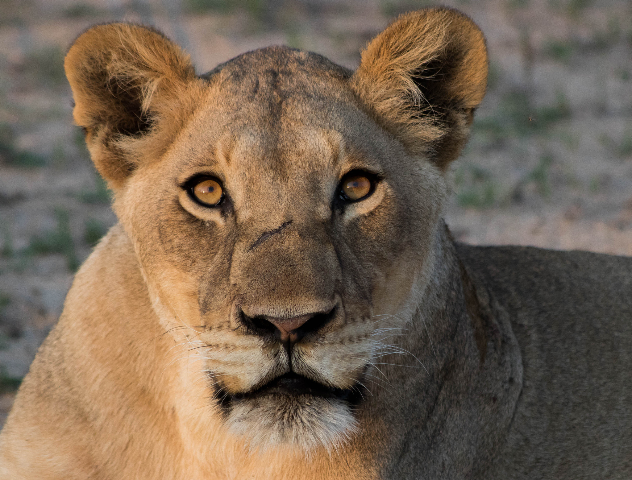 Canon EF 70-300mm F4-5.6 IS USM sample photo. Lioness photography