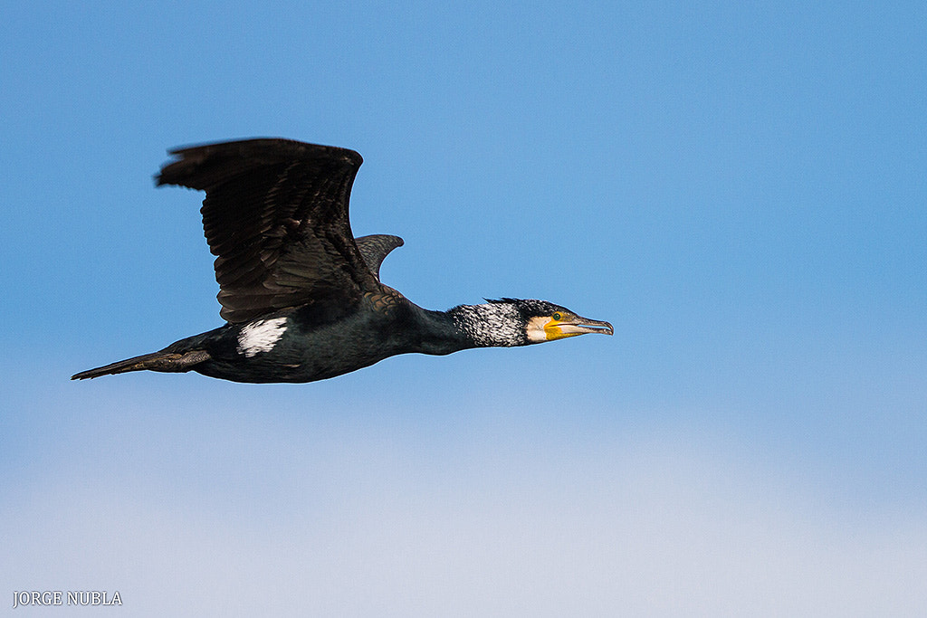 Canon EOS 7D sample photo. Cormorán grande (phalacrocorax carbo). photography