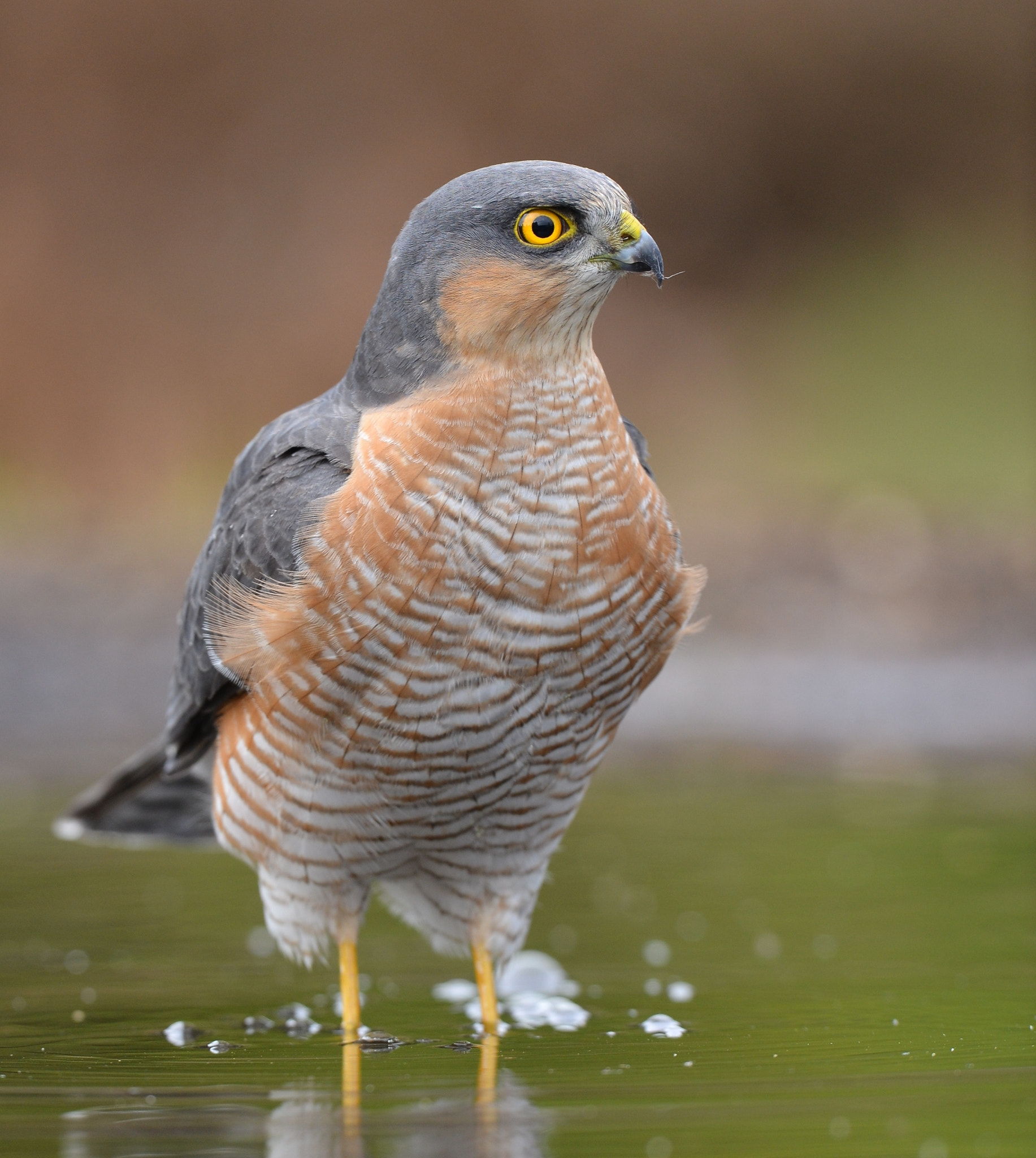 Nikon D600 + Nikon AF-S Nikkor 500mm F4G ED VR sample photo. Sperwer photography