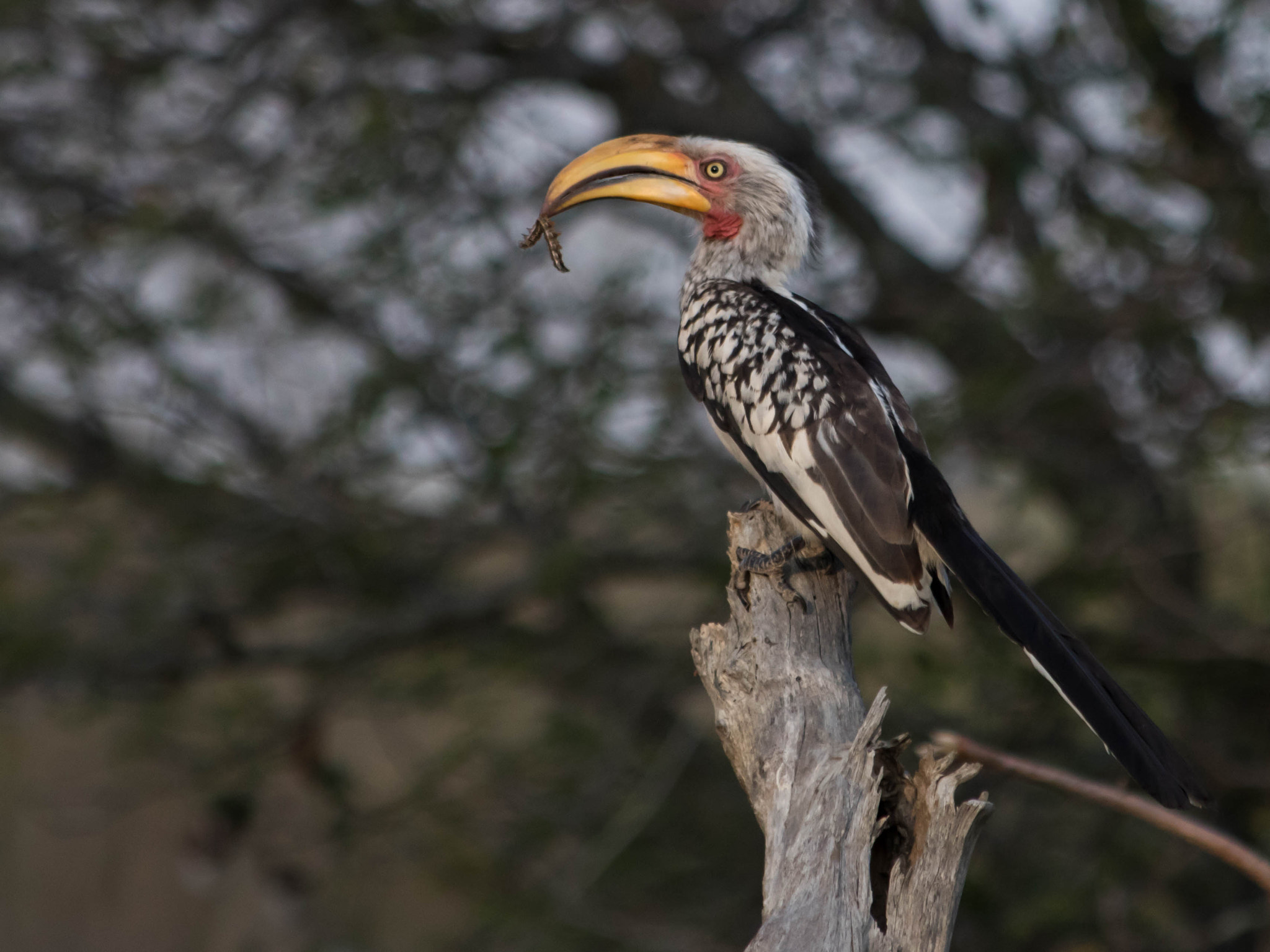 Canon EF 70-300mm F4-5.6 IS USM sample photo. Southern yellow billed hornbill photography