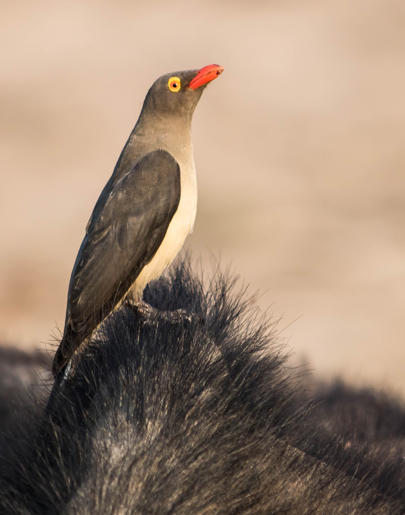 Canon EF 70-300mm F4-5.6 IS USM sample photo. Red billed oxpecker photography