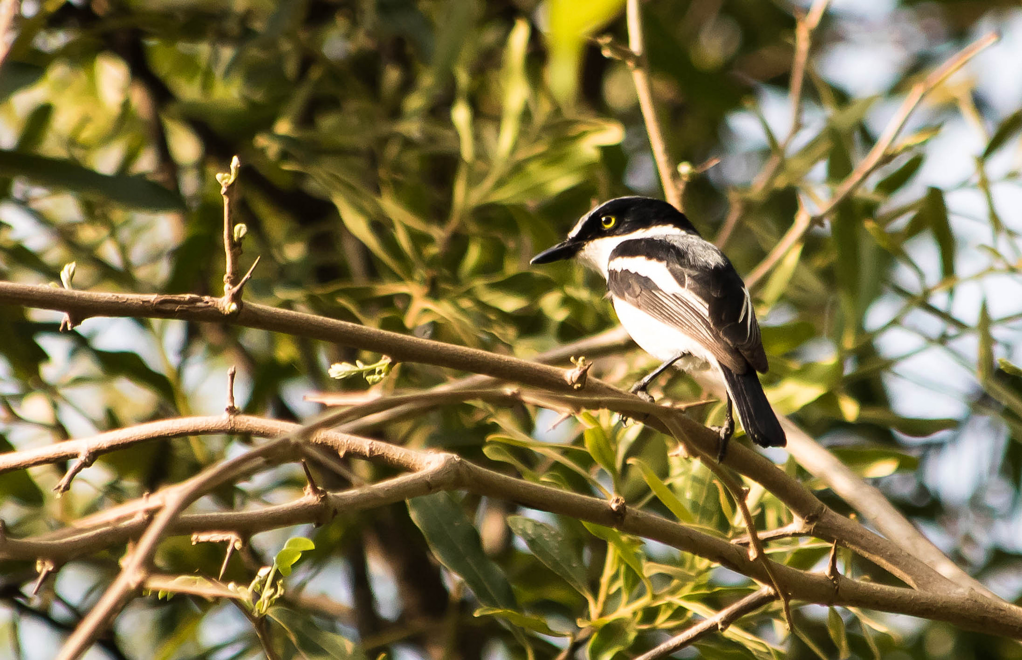 Canon EF 70-300mm F4-5.6 IS USM sample photo. Chinspot batis photography