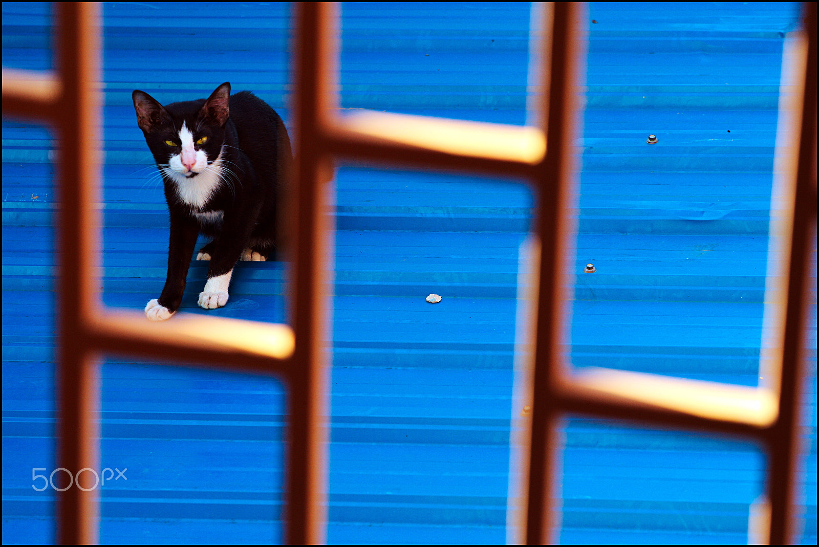 Canon EOS-1D Mark III sample photo. Khmer cat photography