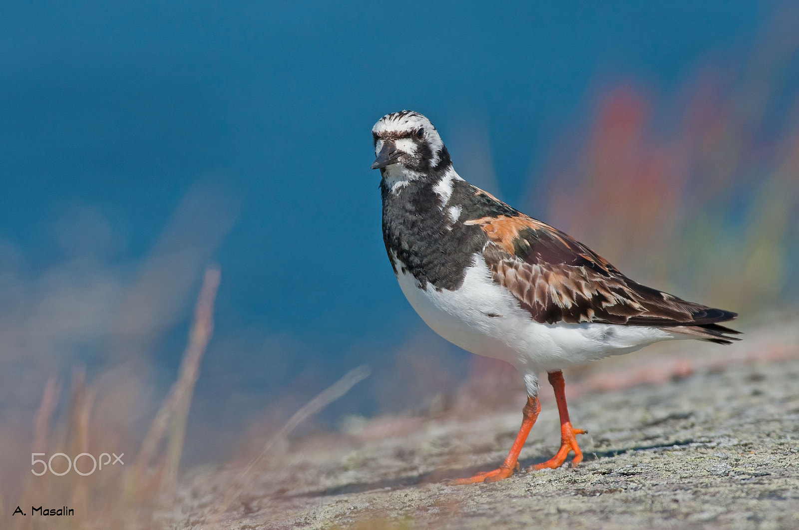 Nikon D300S sample photo. Ruddy turnstone photography