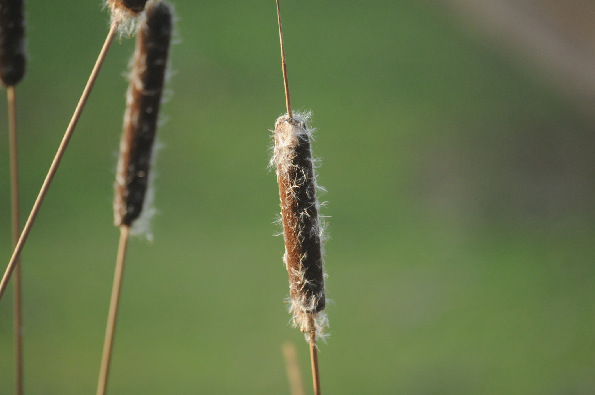 Nikon D300S + Sigma 70-300mm F4-5.6 DG Macro sample photo