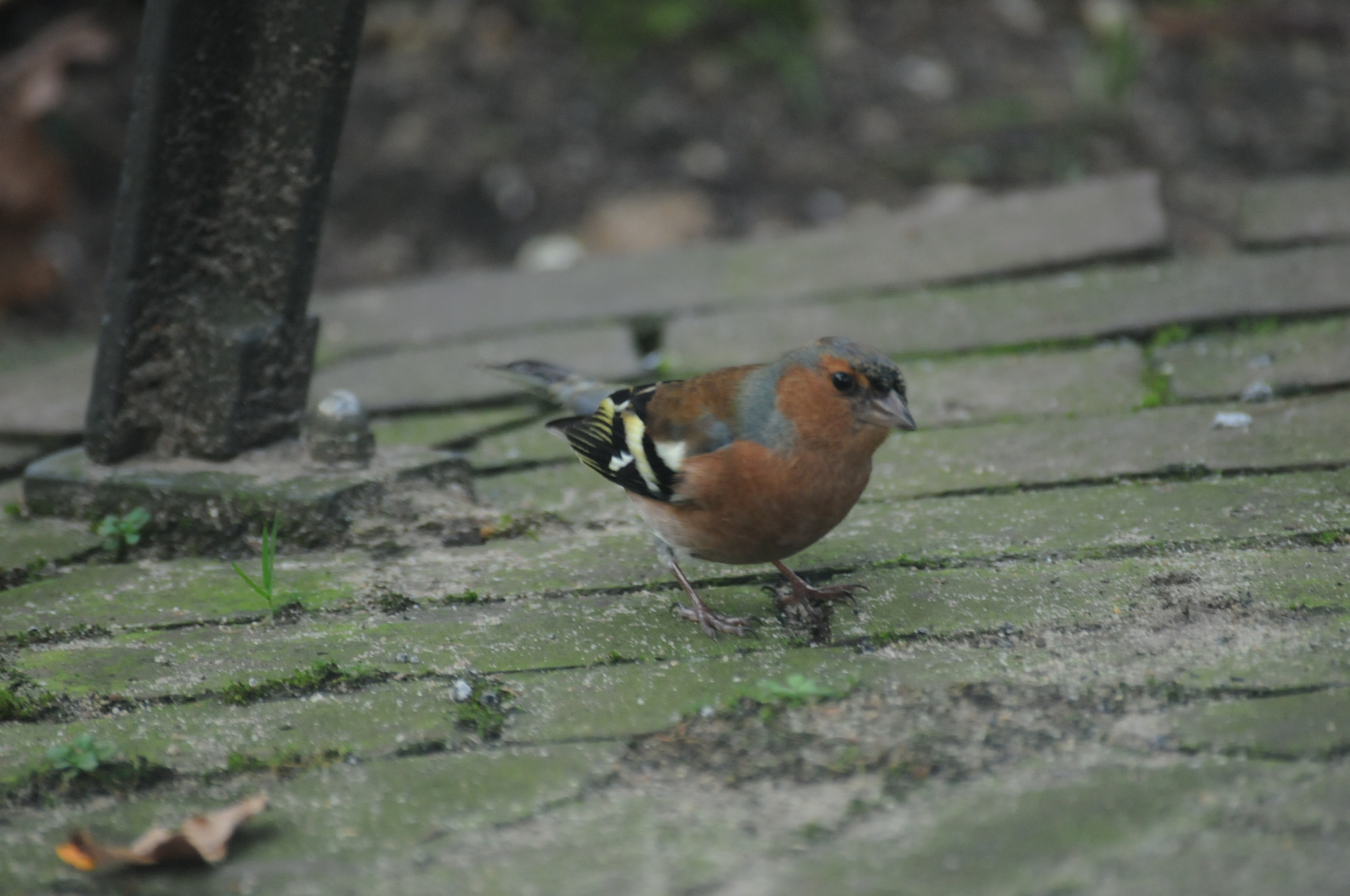 Nikon D300S + Sigma 70-300mm F4-5.6 DG Macro sample photo