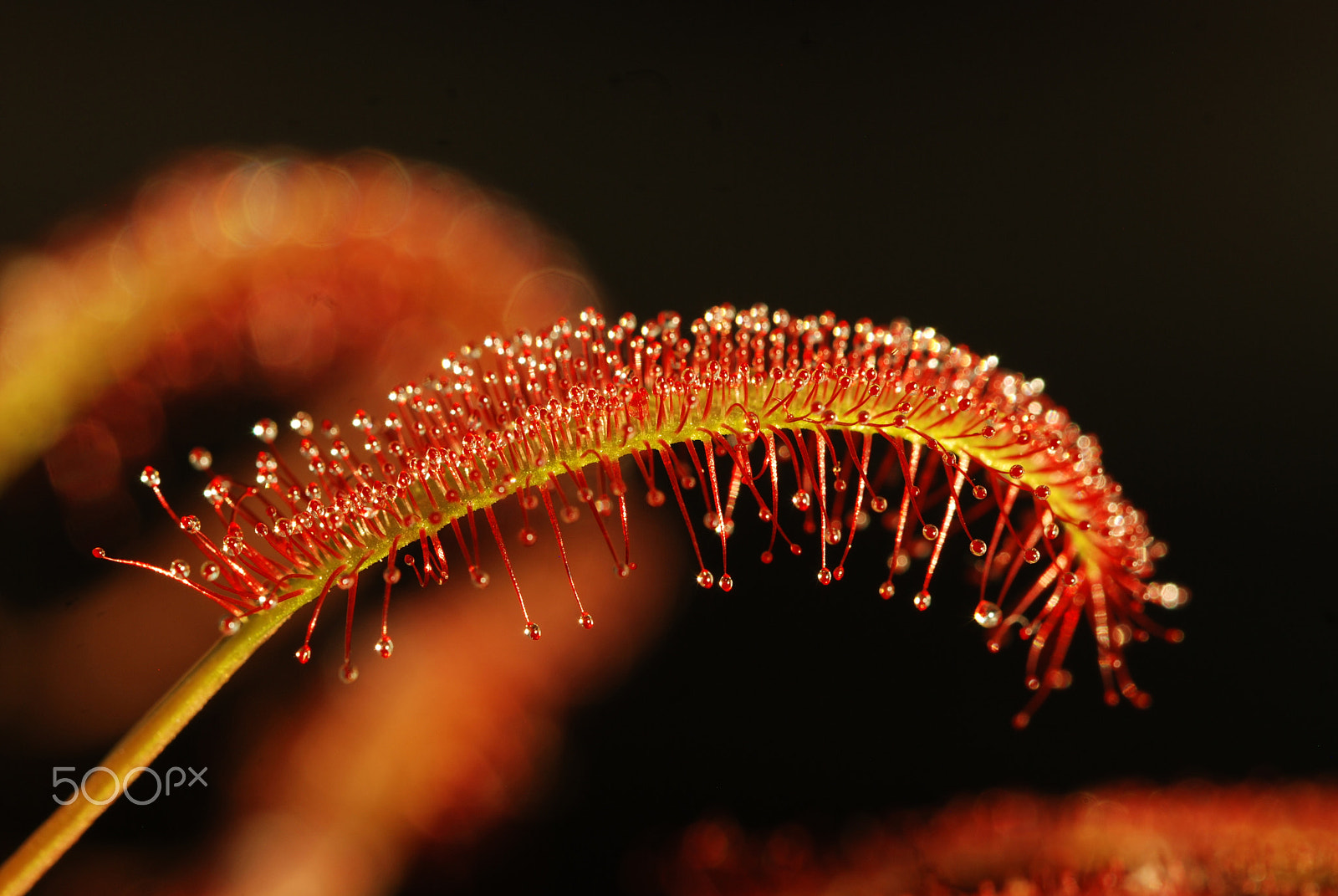 Nikon D80 sample photo. Sundown sundew photography