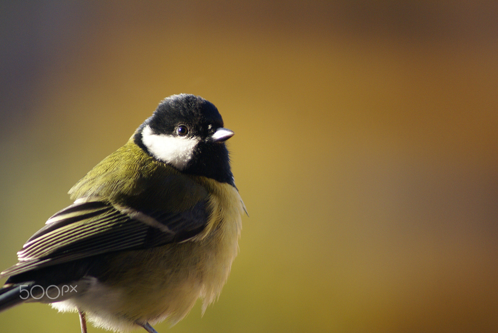 Sony Alpha DSLR-A100 sample photo. Lonely bird photography