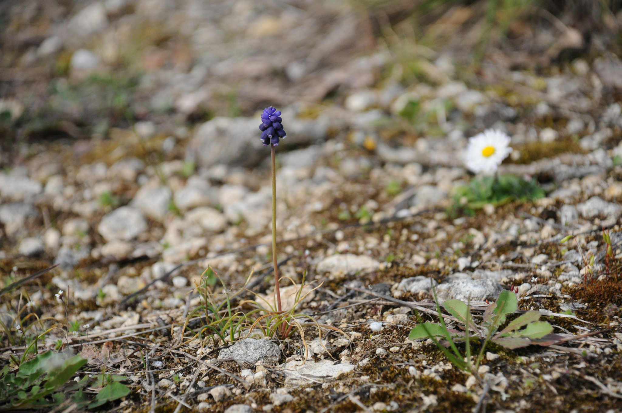 Nikon D300S + Nikon AF-S DX Nikkor 18-135mm F3.5-5.6G ED-IF sample photo. Muscari neglectum photography