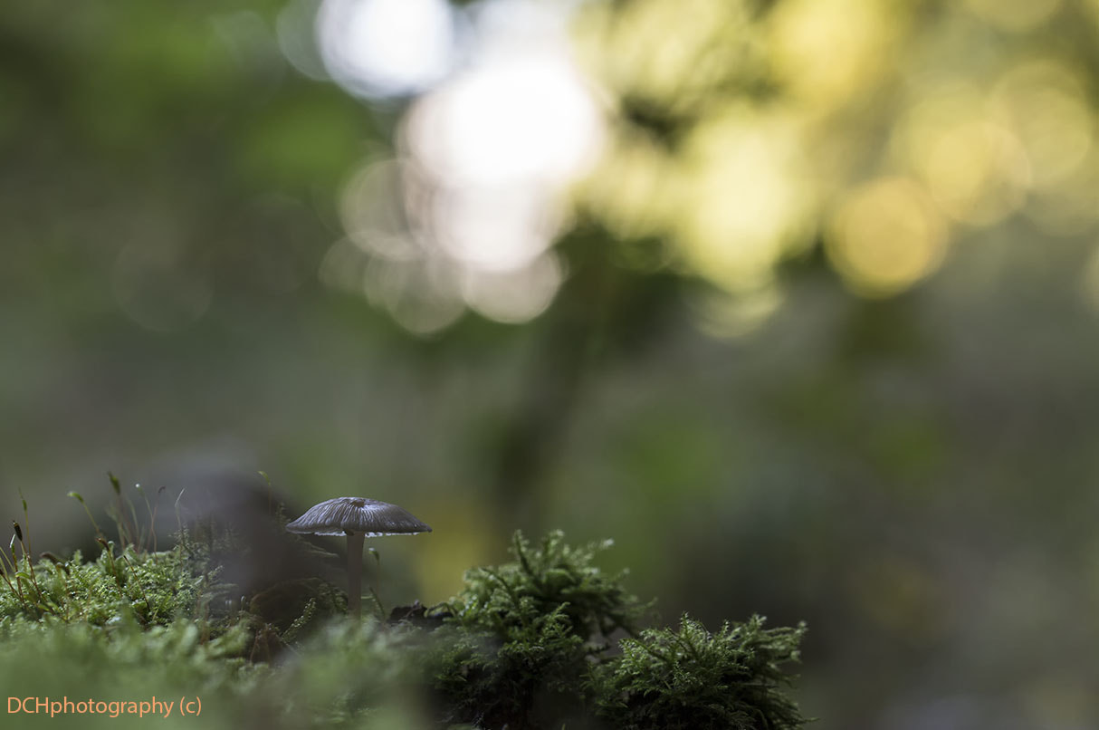 Canon EOS 650D (EOS Rebel T4i / EOS Kiss X6i) sample photo. Lost in the woods photography