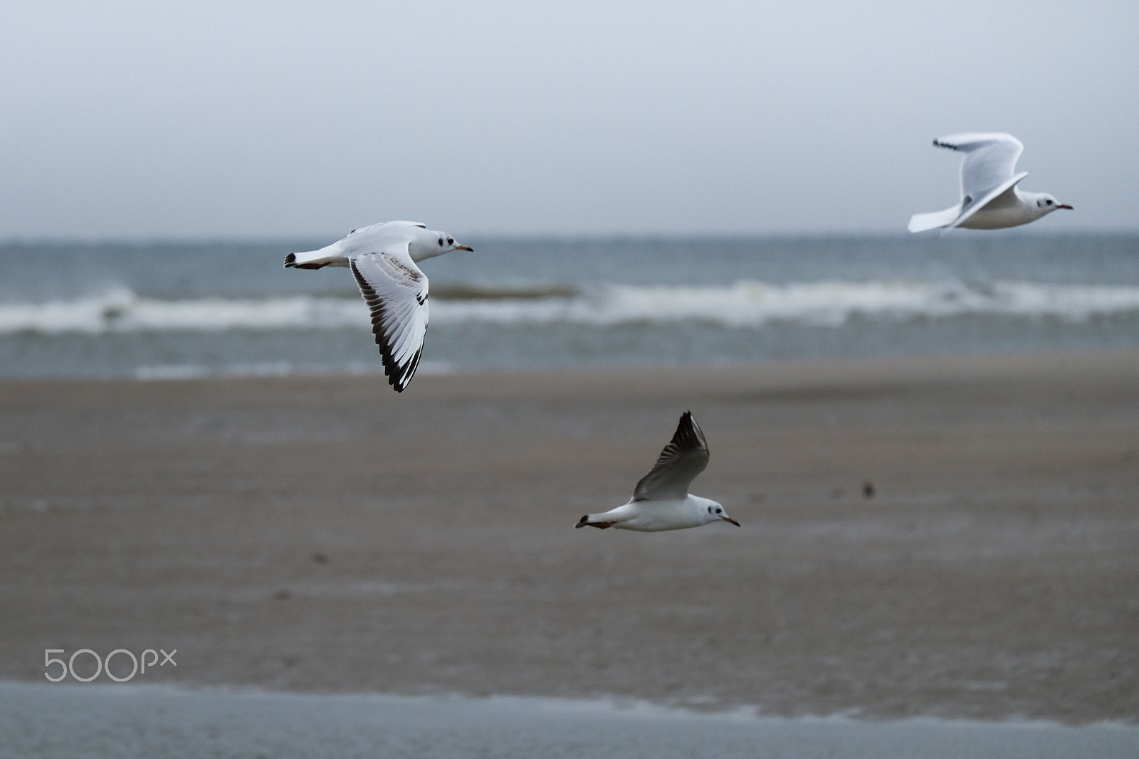 Fujifilm X-T10 + Fujifilm XC 50-230mm F4.5-6.7 OIS II sample photo. Flying photography