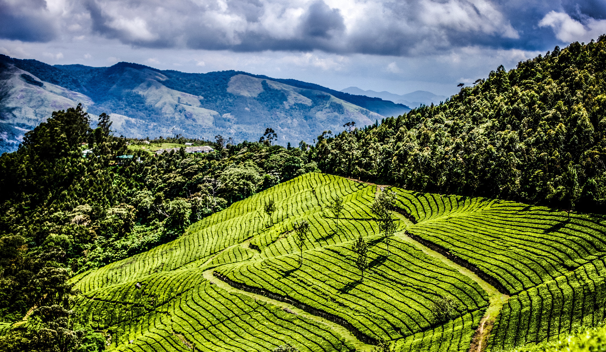 Canon EOS-1Ds Mark III sample photo. Munnar,kerala,india. photography