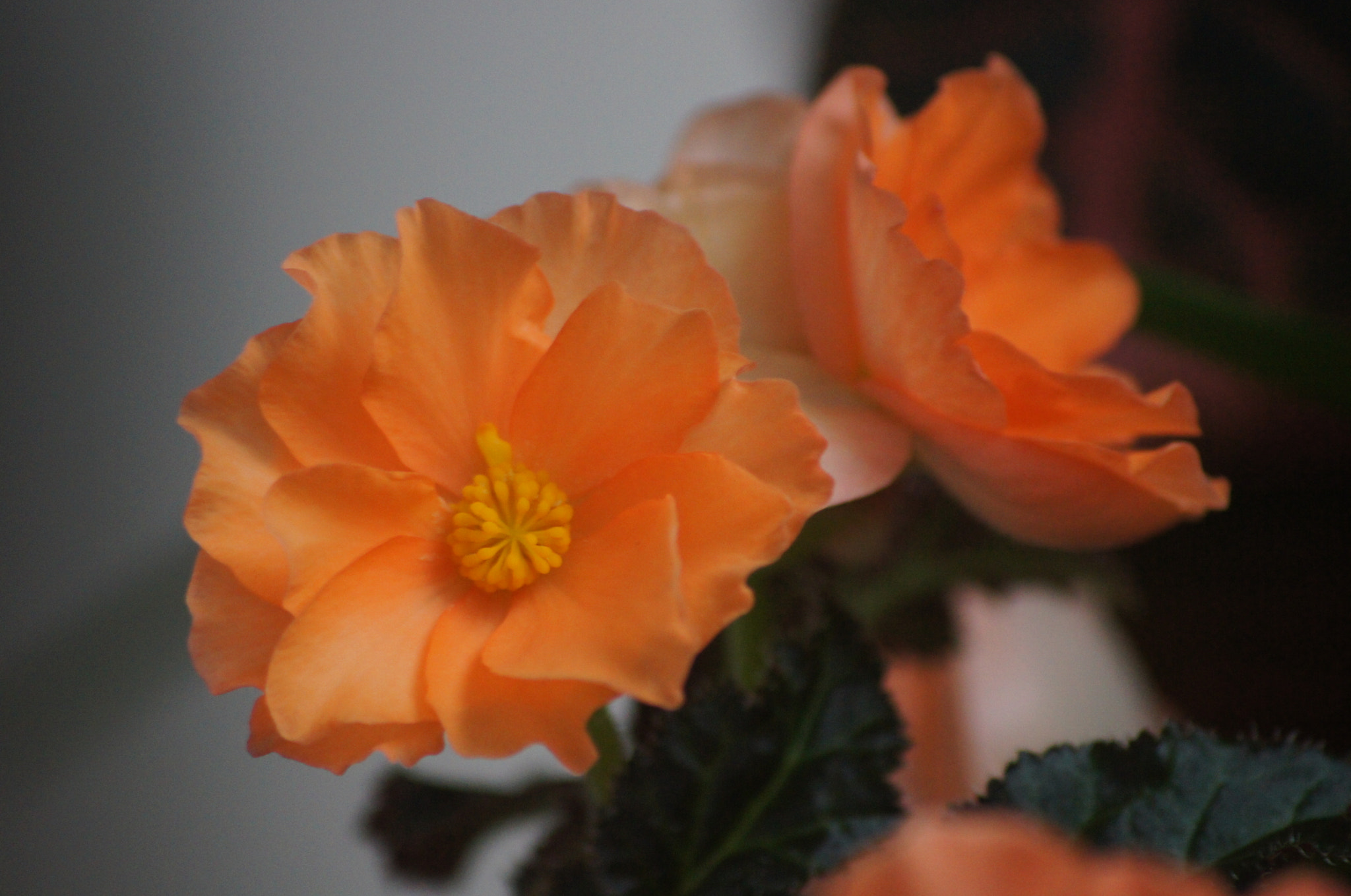 Sony DT 55-200mm F4-5.6 SAM sample photo. Begonia flowers photography