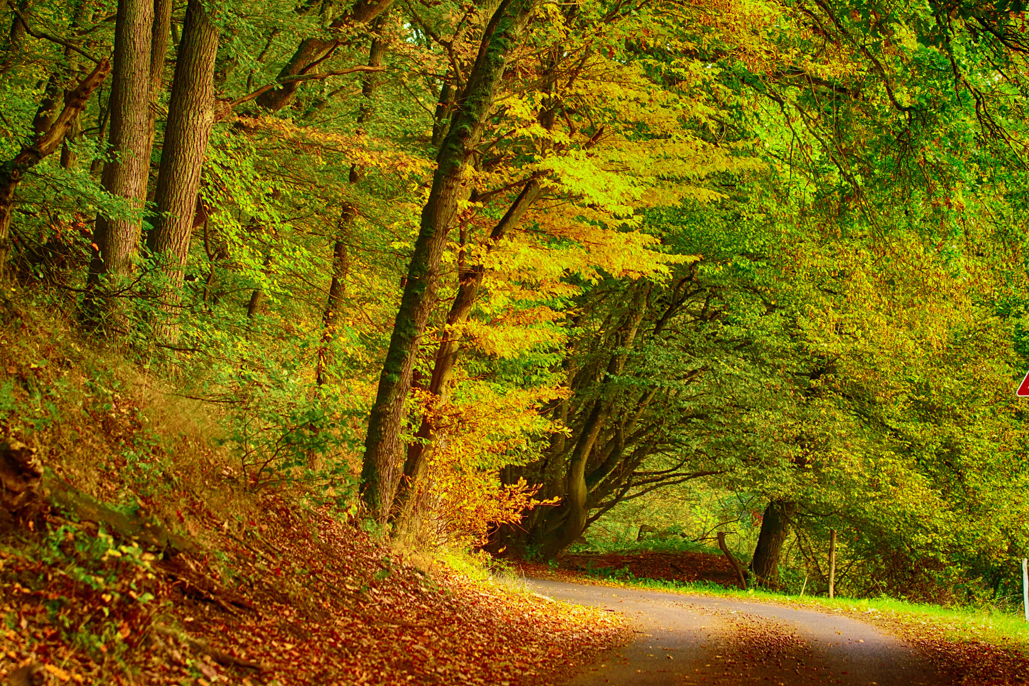 Tamron SP AF 70-200mm F2.8 Di LD (IF) MACRO sample photo. Herbst im wald photography