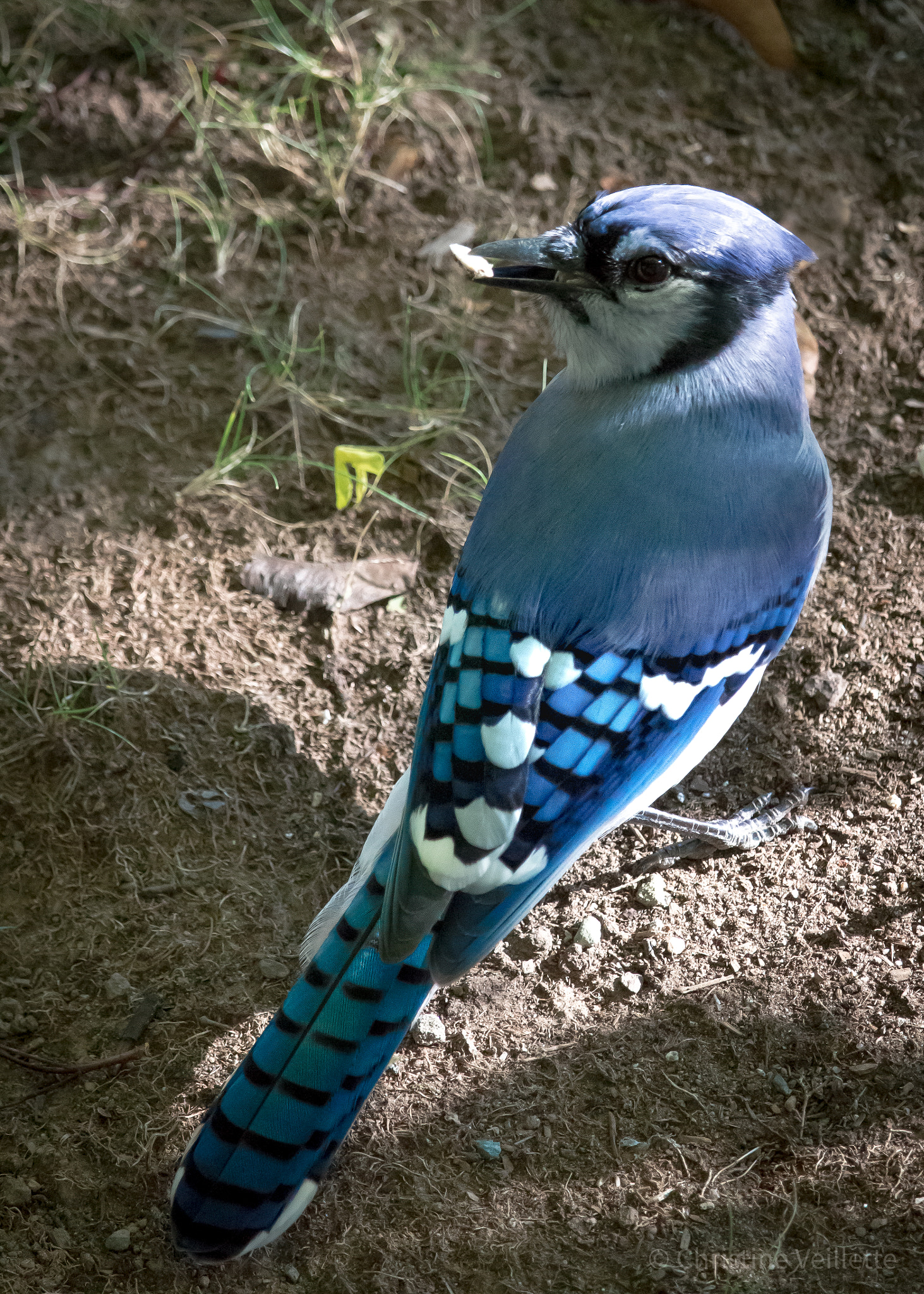 Canon EF-S 55-250mm F4-5.6 IS STM sample photo. Blue jay photography