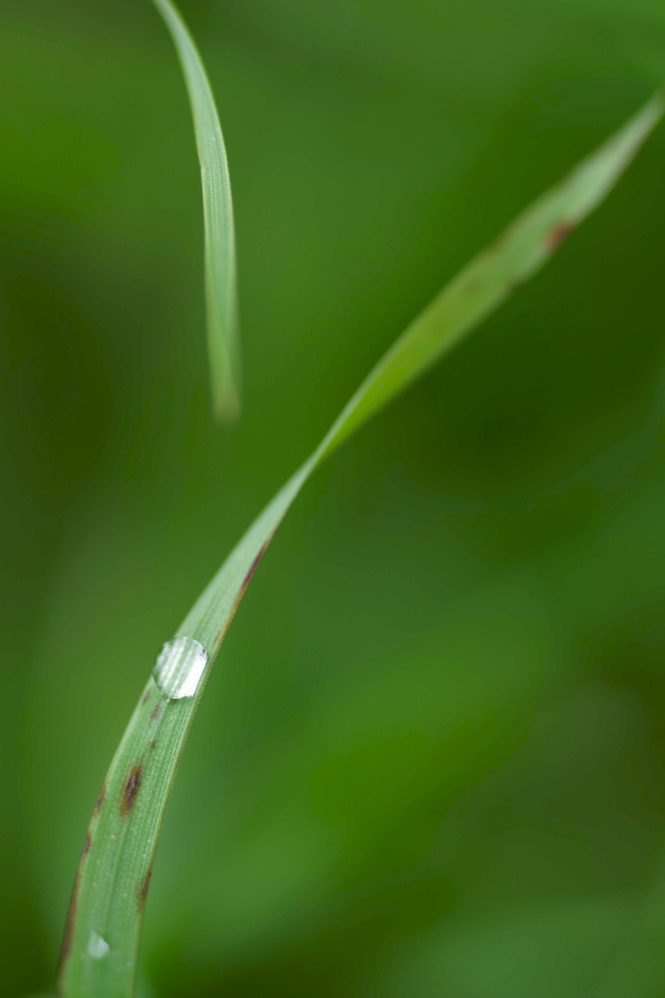 Sony a6000 + Tamron SP AF 90mm F2.8 Di Macro sample photo. Gota (ii) photography