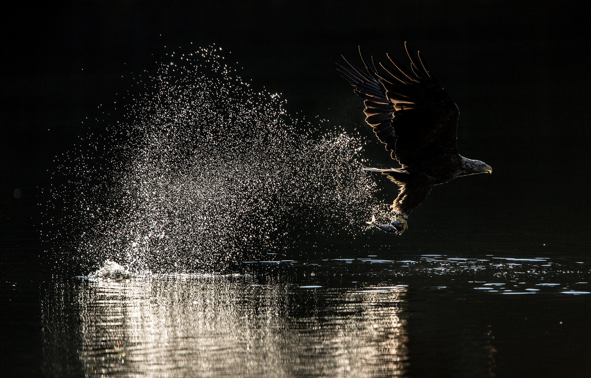 Canon EF 300mm F2.8L IS USM sample photo. Backlit eagle photography
