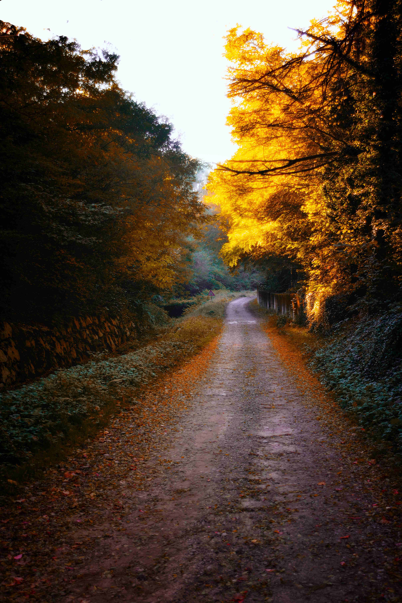 Nikon D600 + AF Zoom-Nikkor 24-120mm f/3.5-5.6D IF sample photo. Autumn colors photography