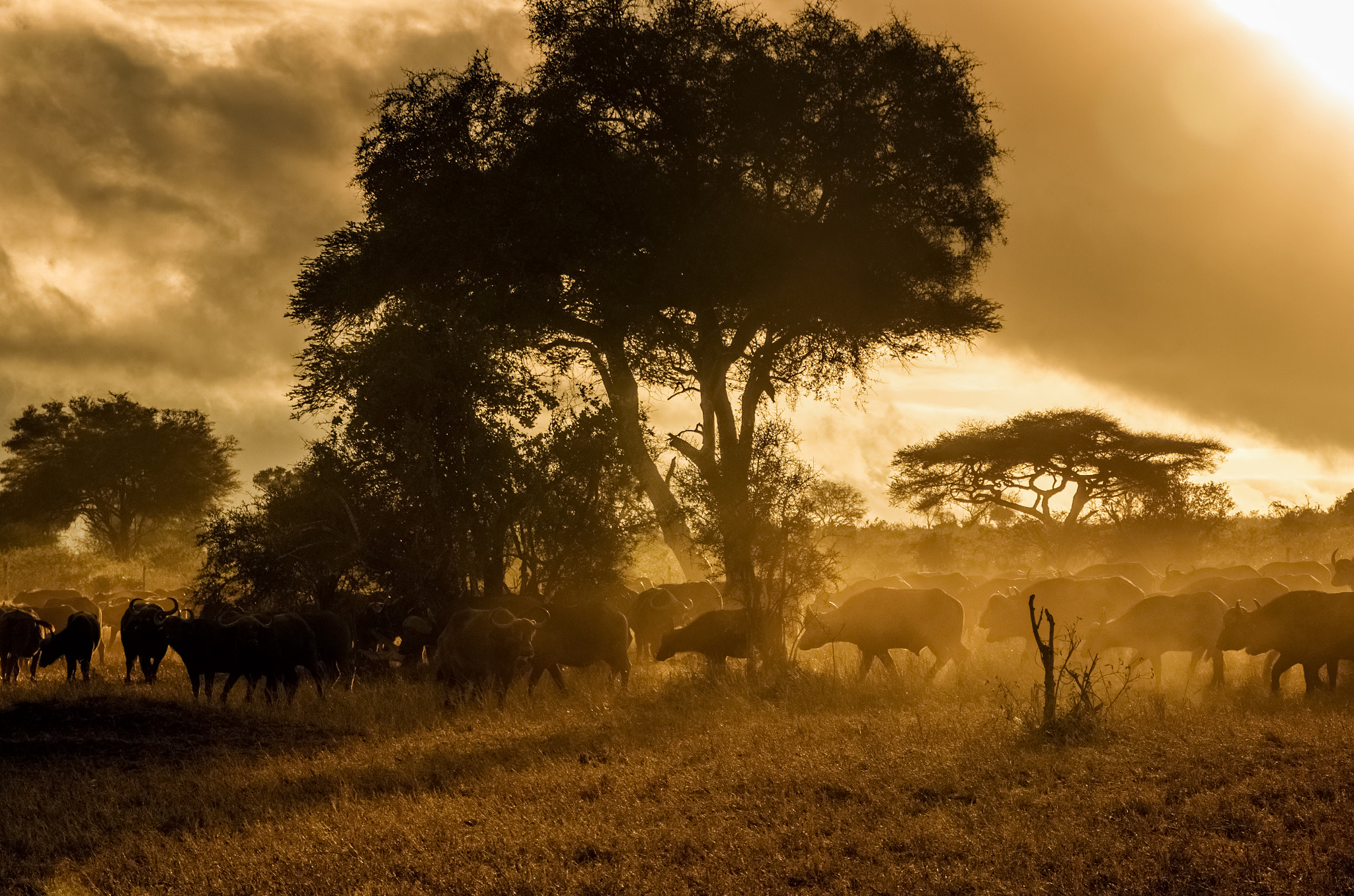 Tamron AF 28-75mm F2.8 XR Di LD Aspherical (IF) sample photo. Morning in savanna photography